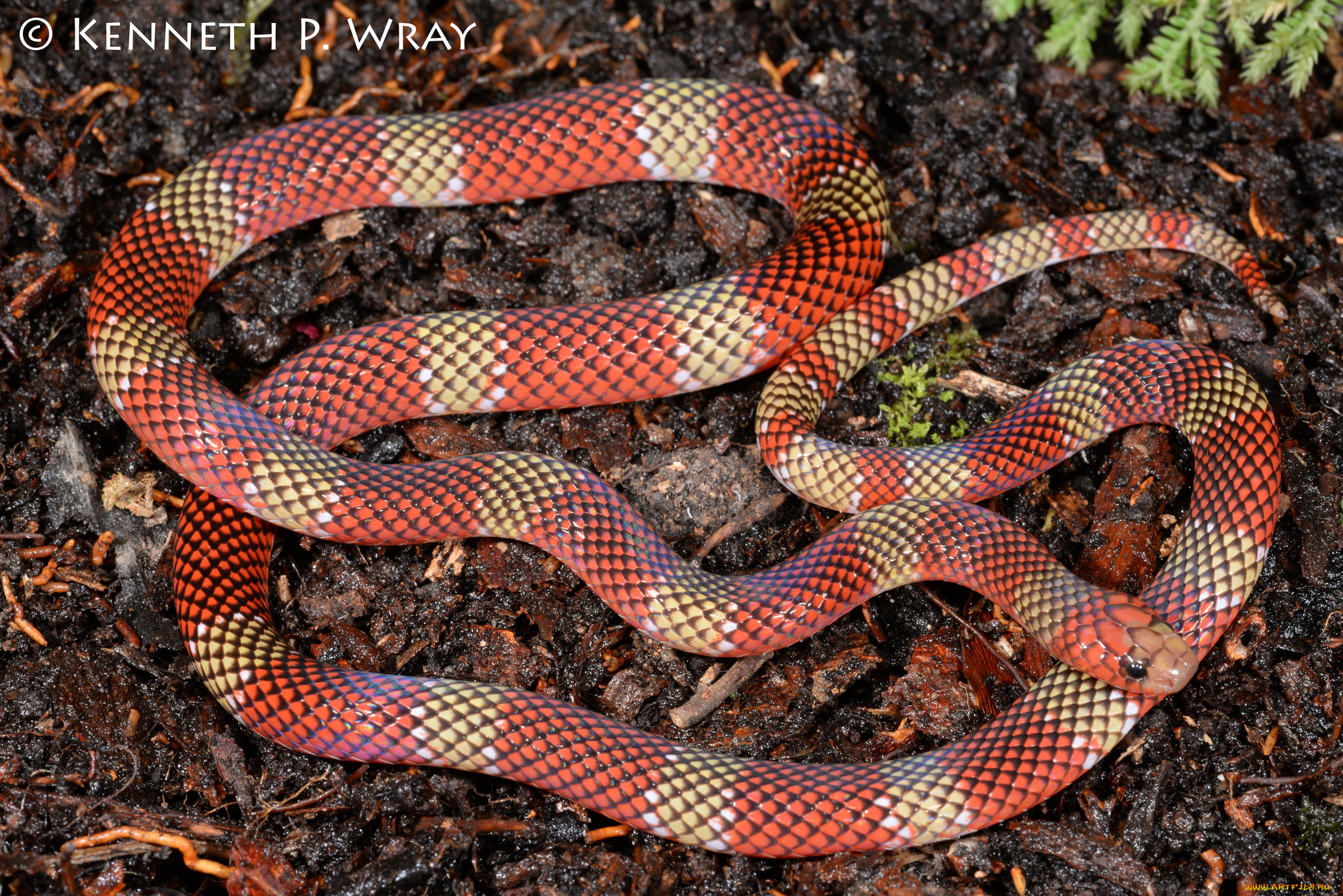 животные, змеи, , питоны, , кобры, макро, природа, змея