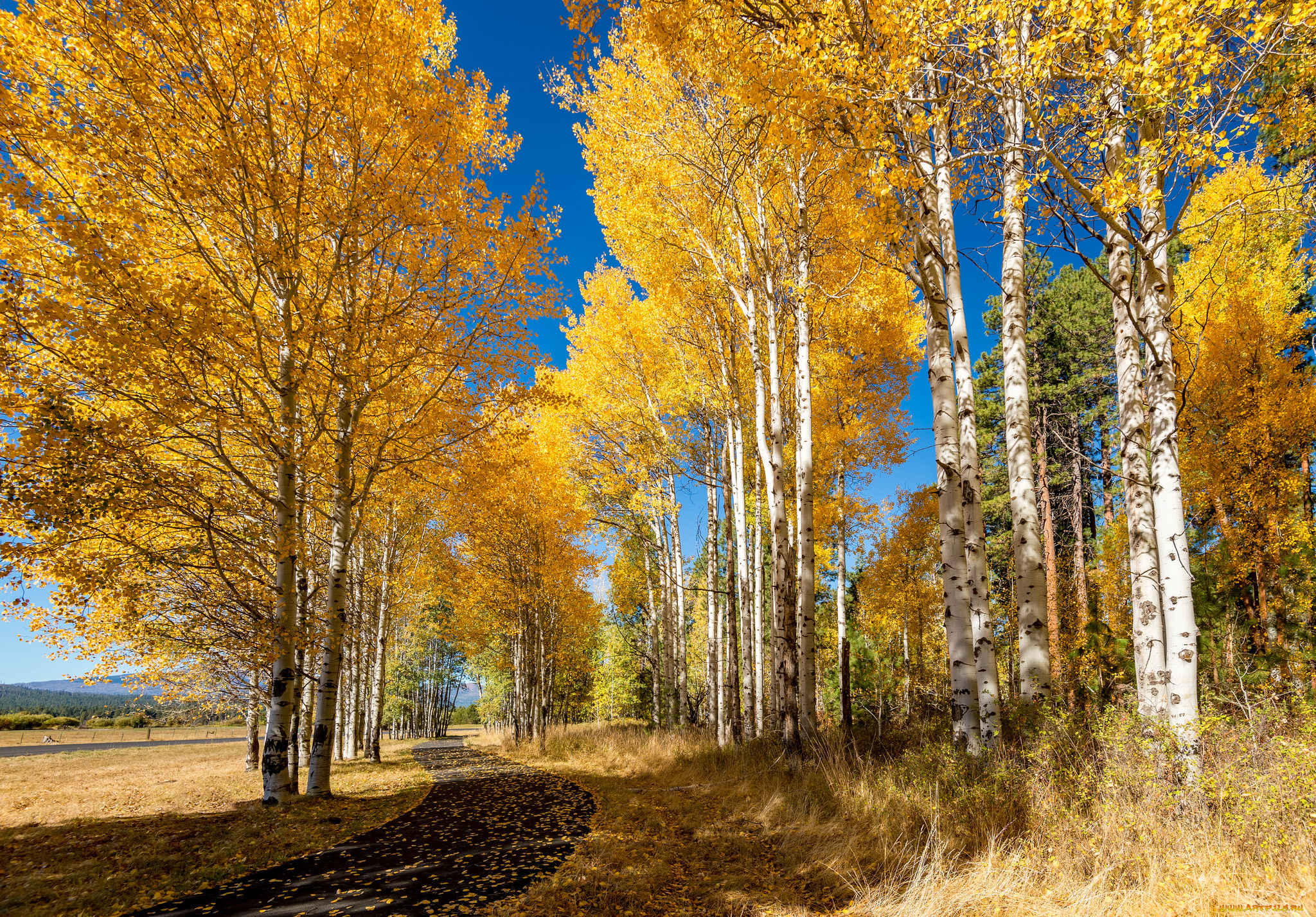природа, лес, осень