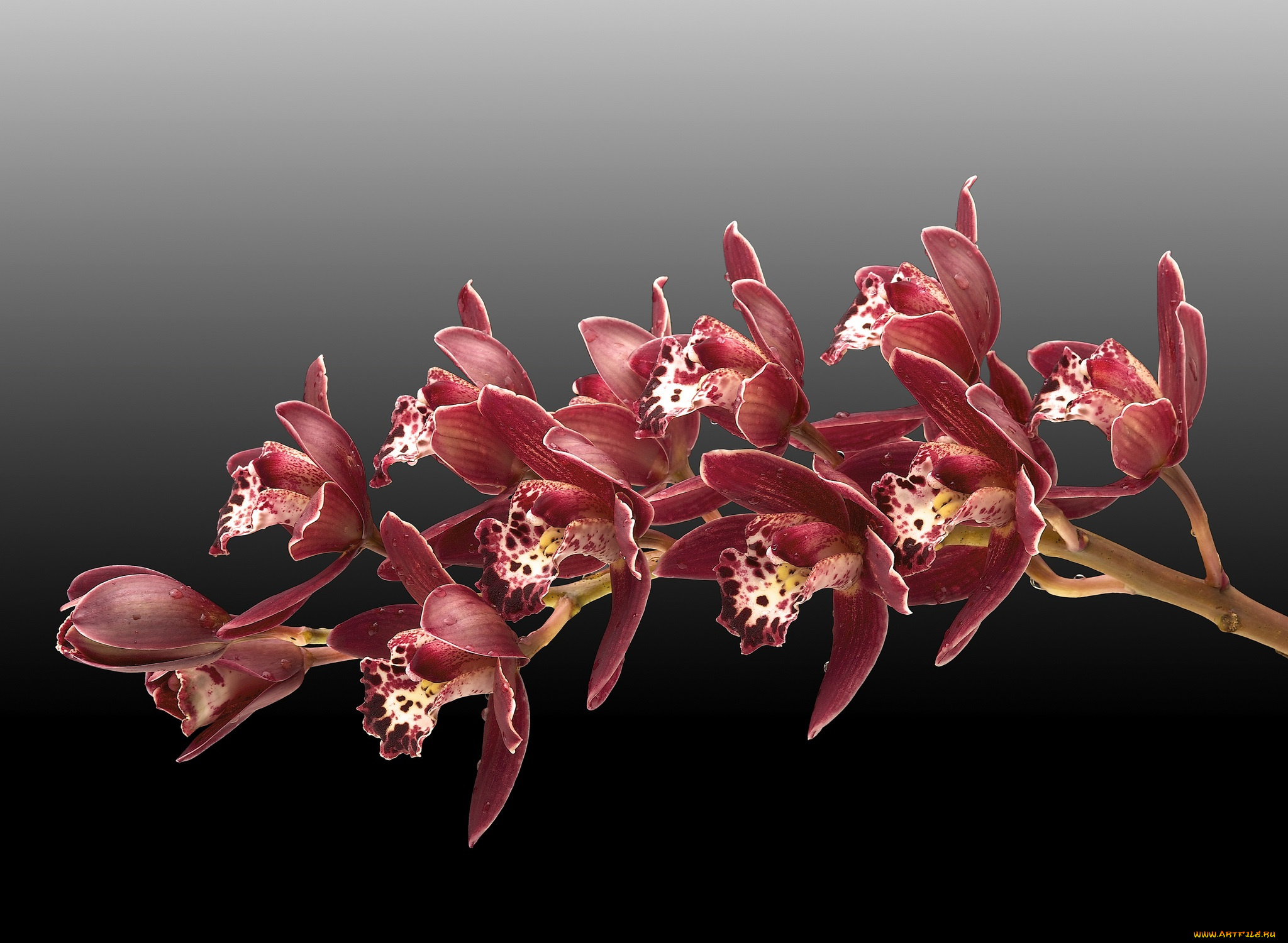цветы, орхидеи, фон, веточка