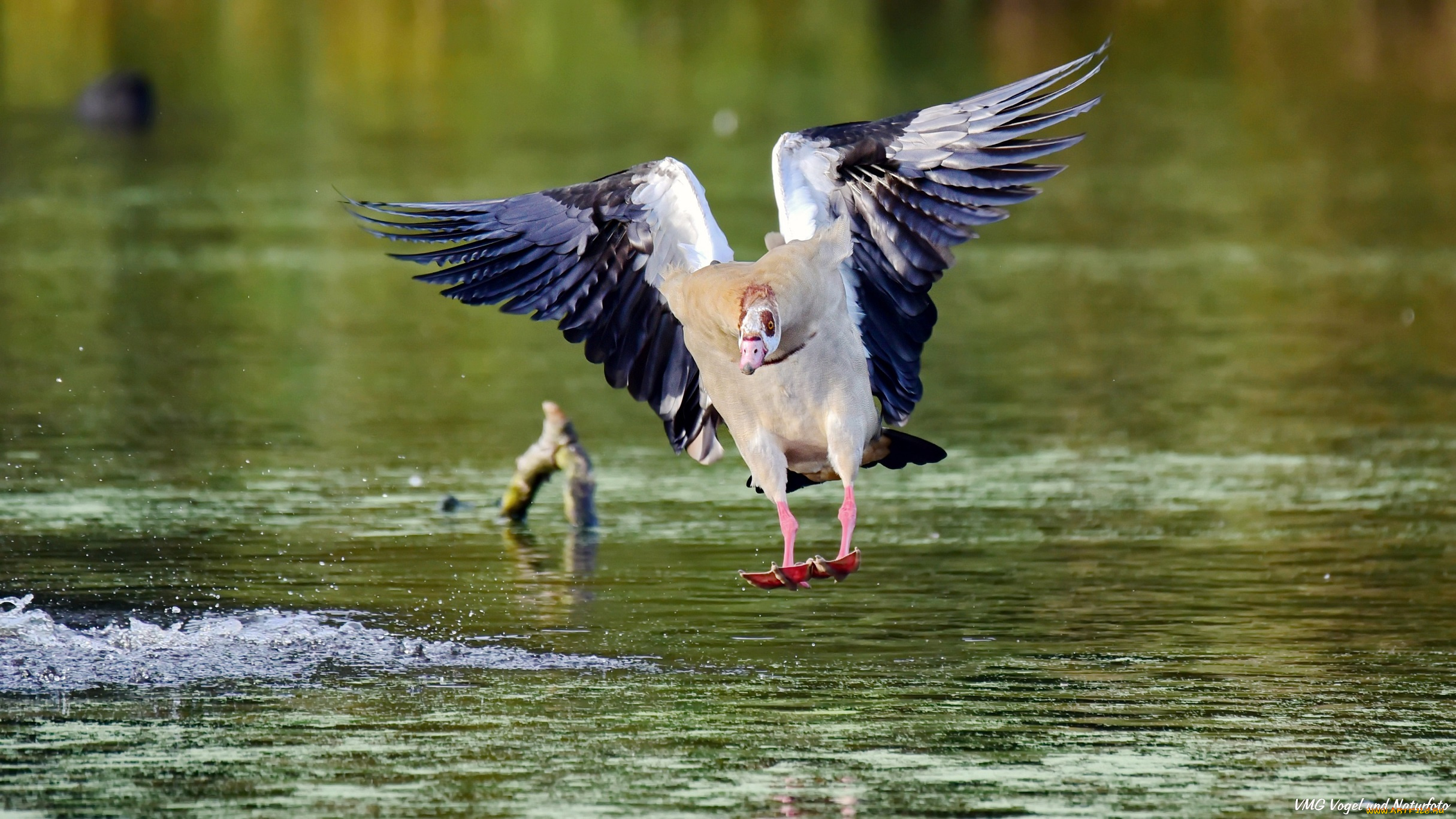 животные, утки, утка, озеро