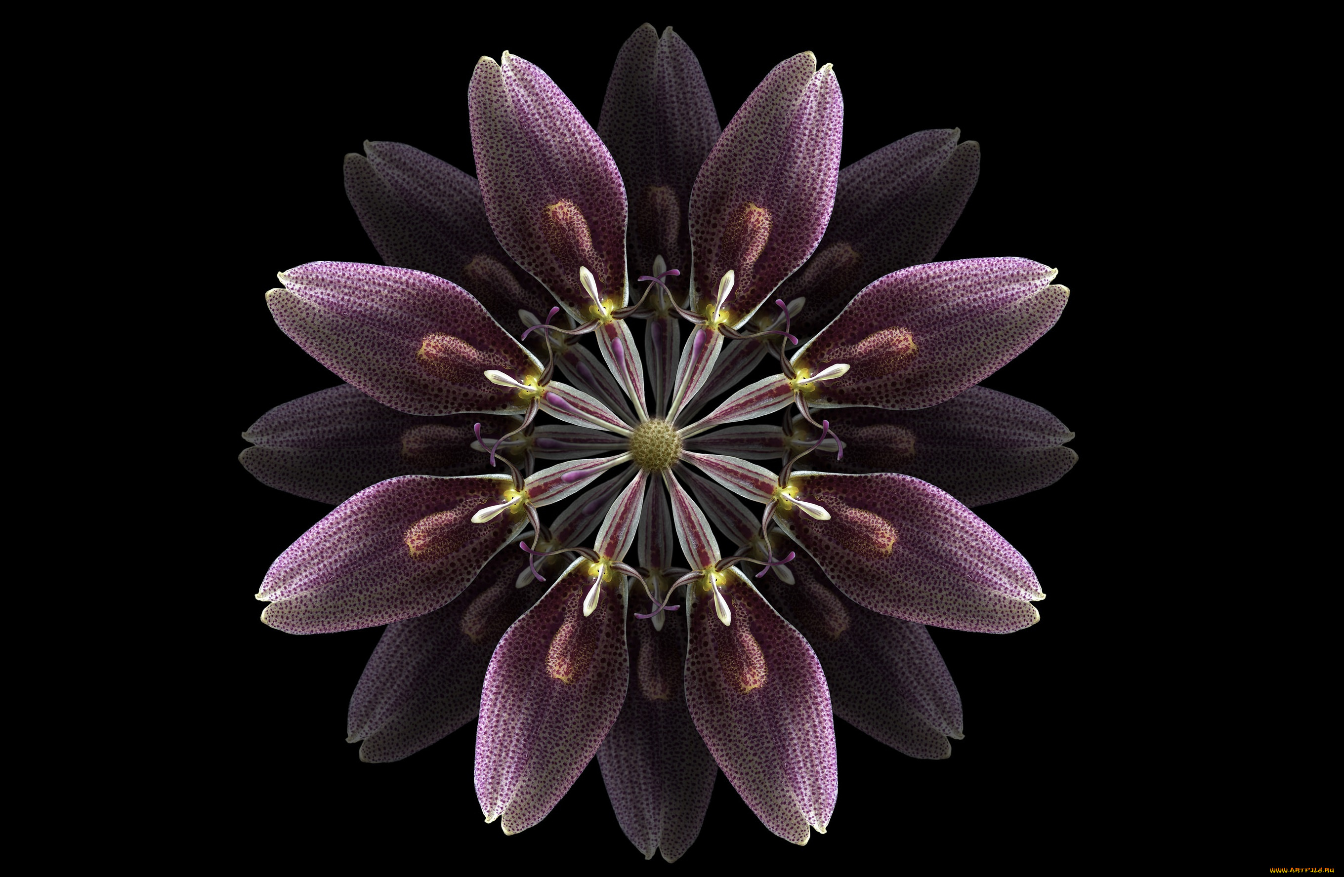 разное, компьютерный, дизайн, цветок, фон