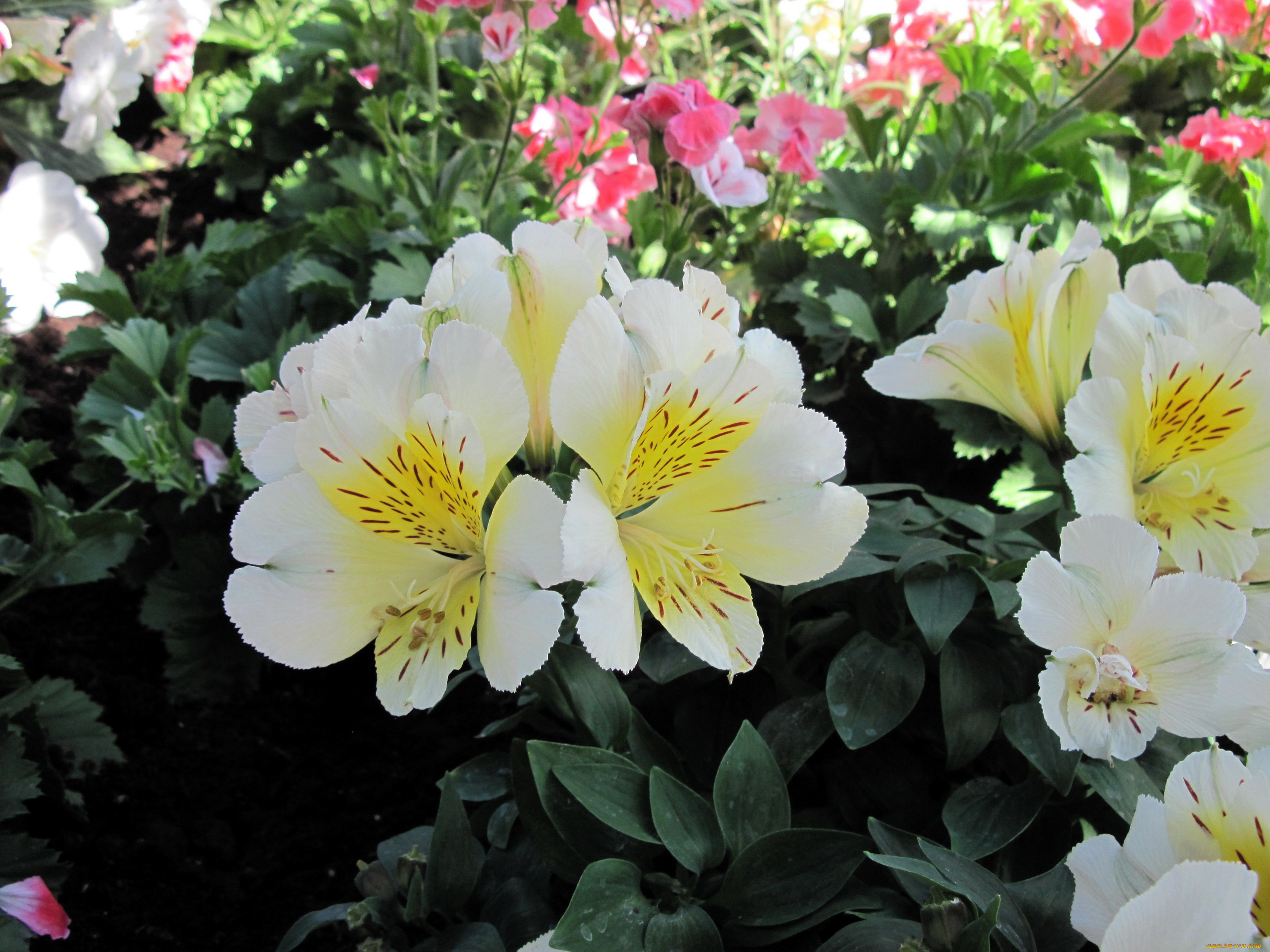 цветы, альстромерия, белый, крапинки