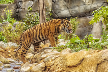 Картинка животные тигры тигр