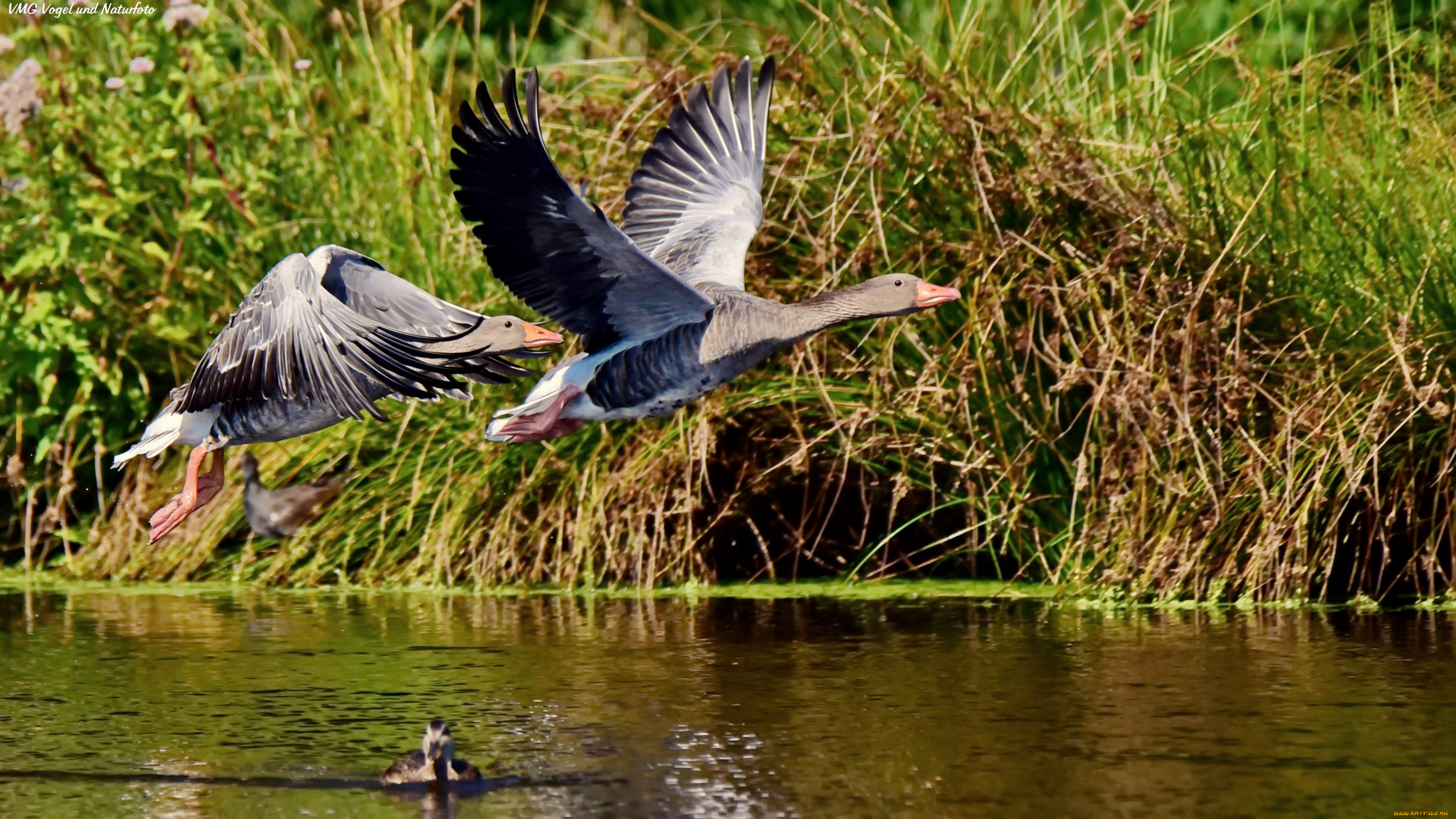 животные, гуси