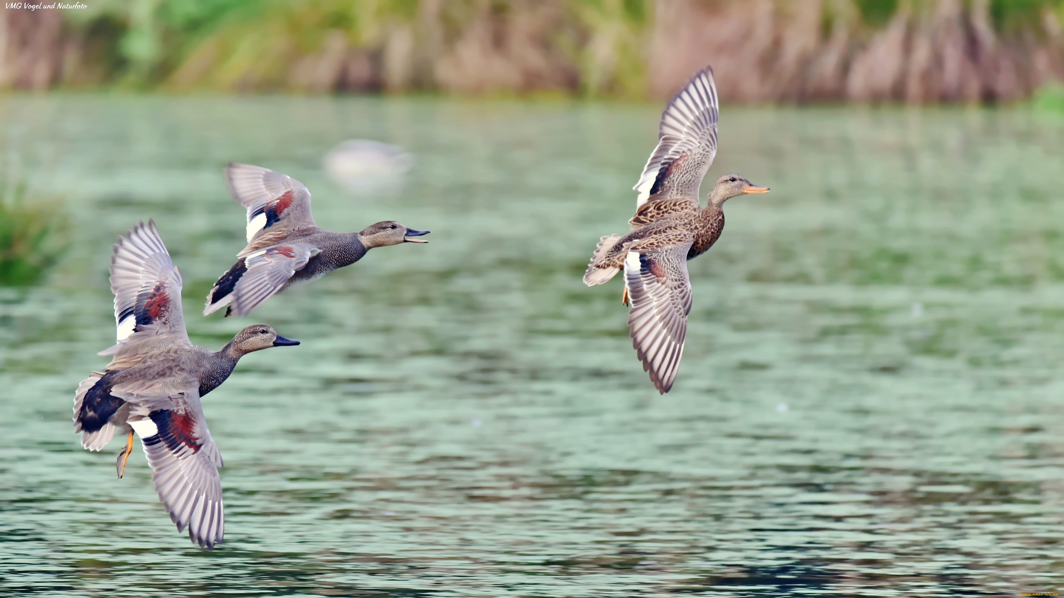 животные, утки, полет, стая
