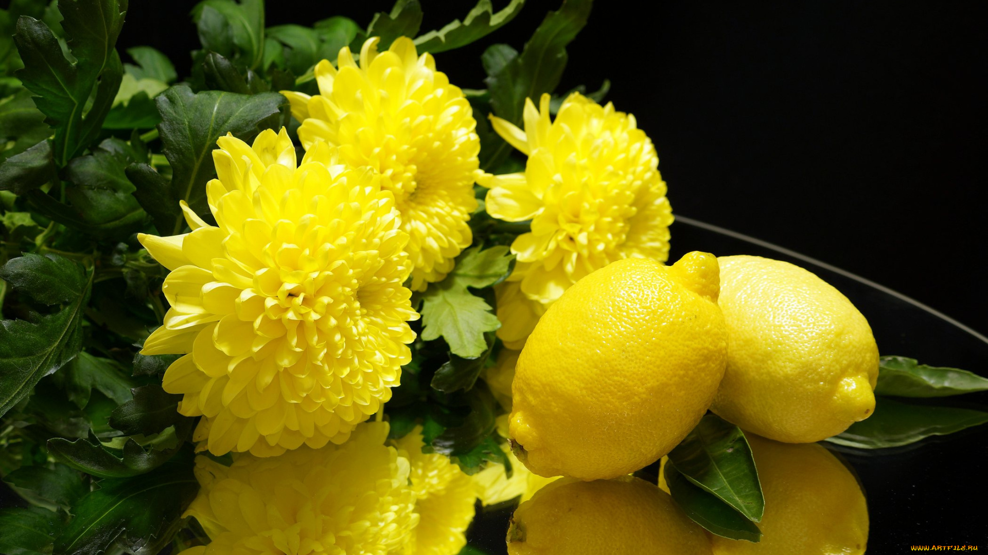 еда, цитрусы, цитрус, лимон, хризантемы, цветы
