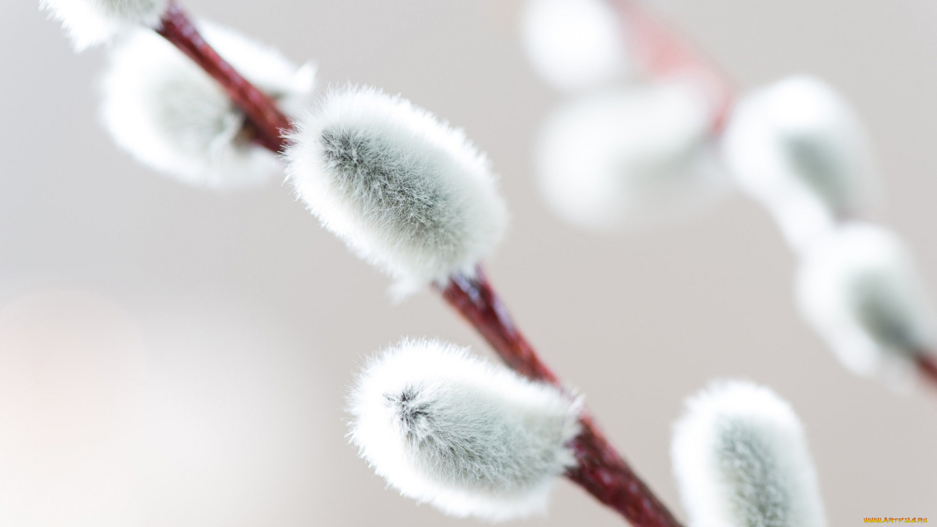 природа, деревья, серёжки, нежность, макро, веточка