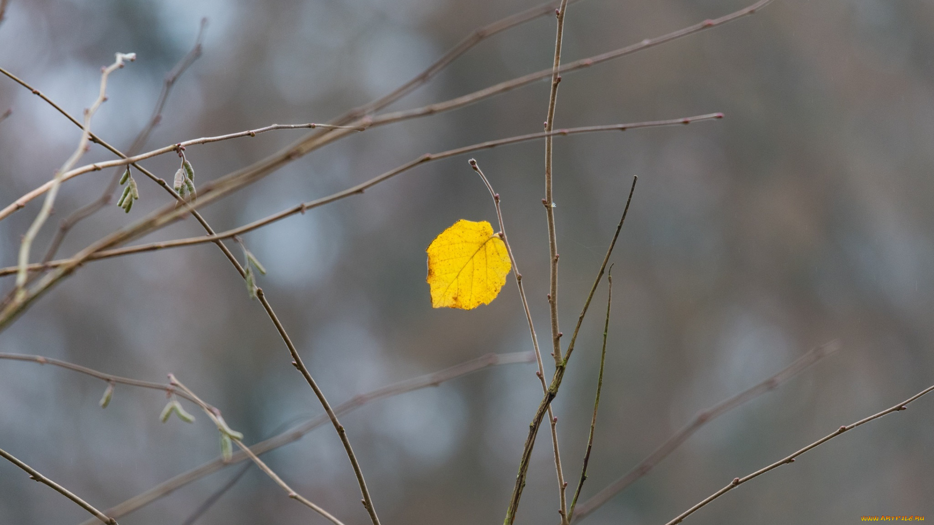 природа, листья, макро, жёлтый, листочек, ветки