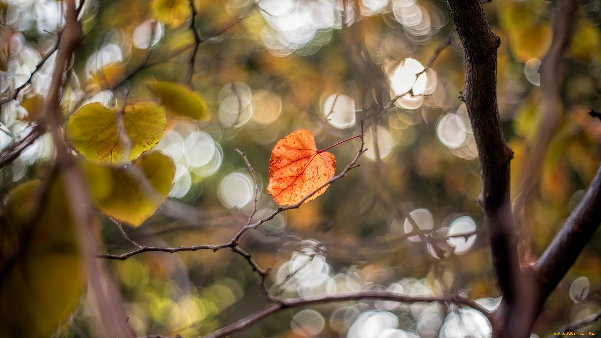 природа, листья, осень, размытие, макро, ветки, листок