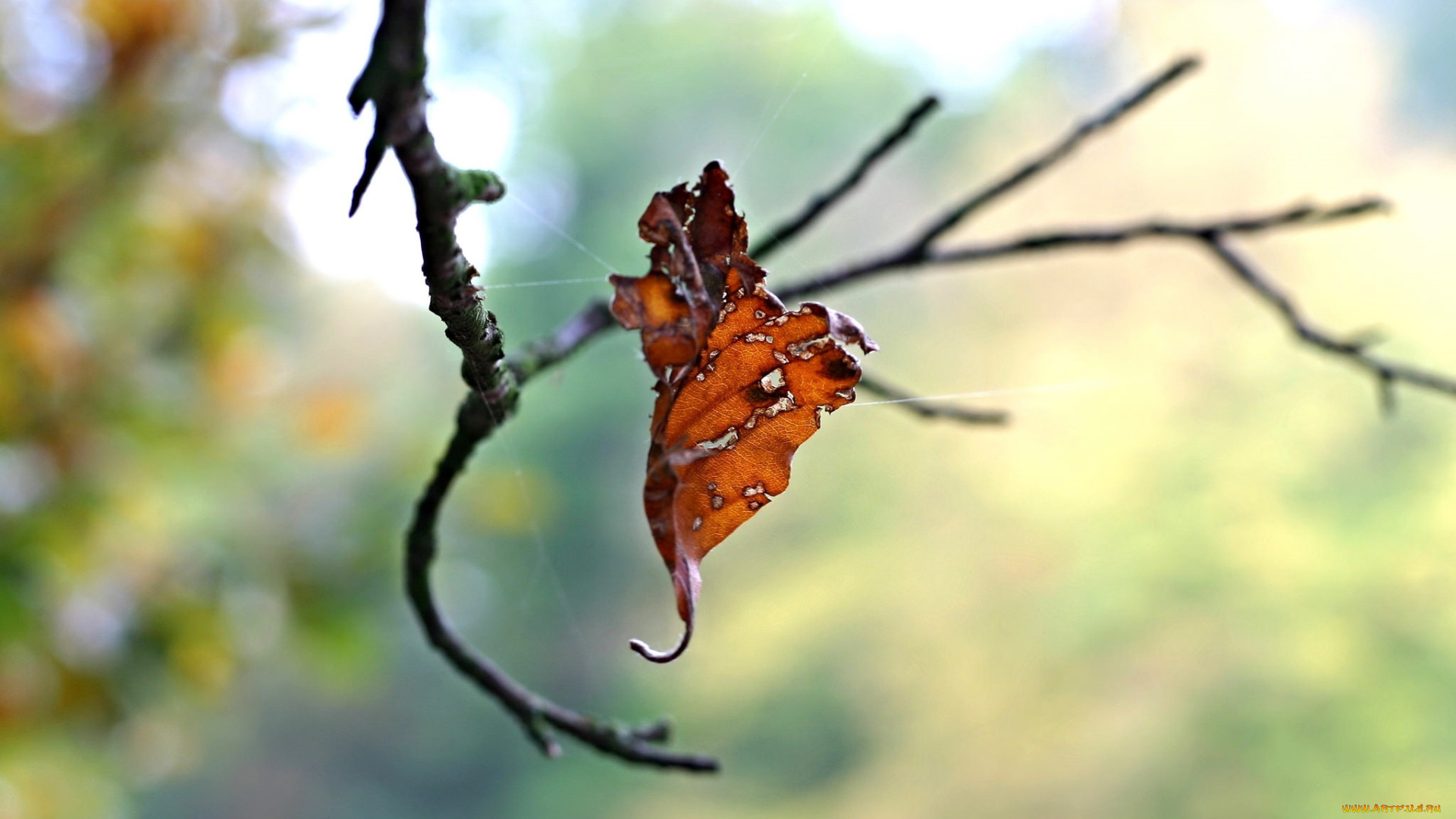 природа, листья, паутина, макро, осень, лист, ветка