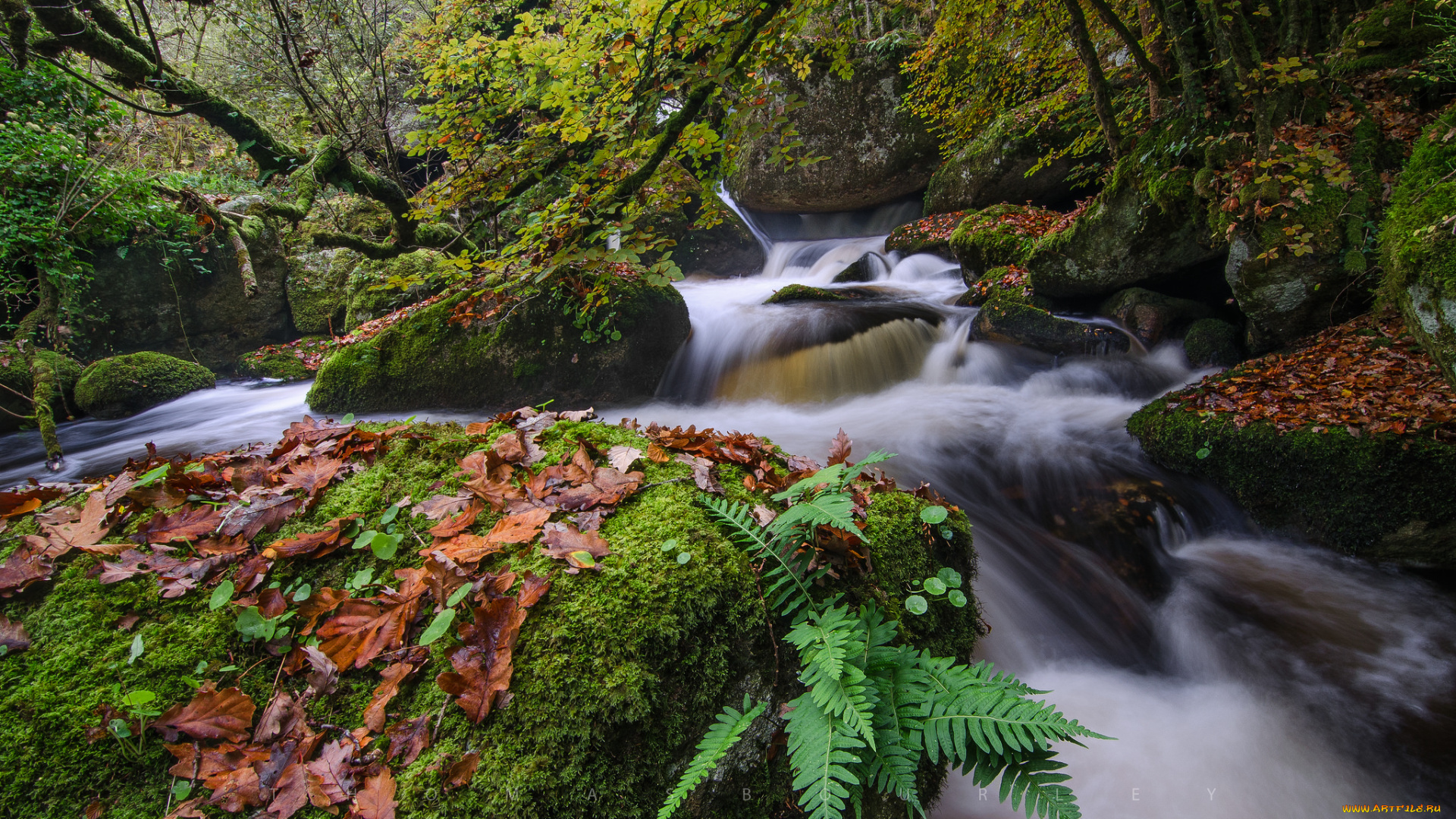 природа, реки, озера, камни, мох, деревo, река, поток