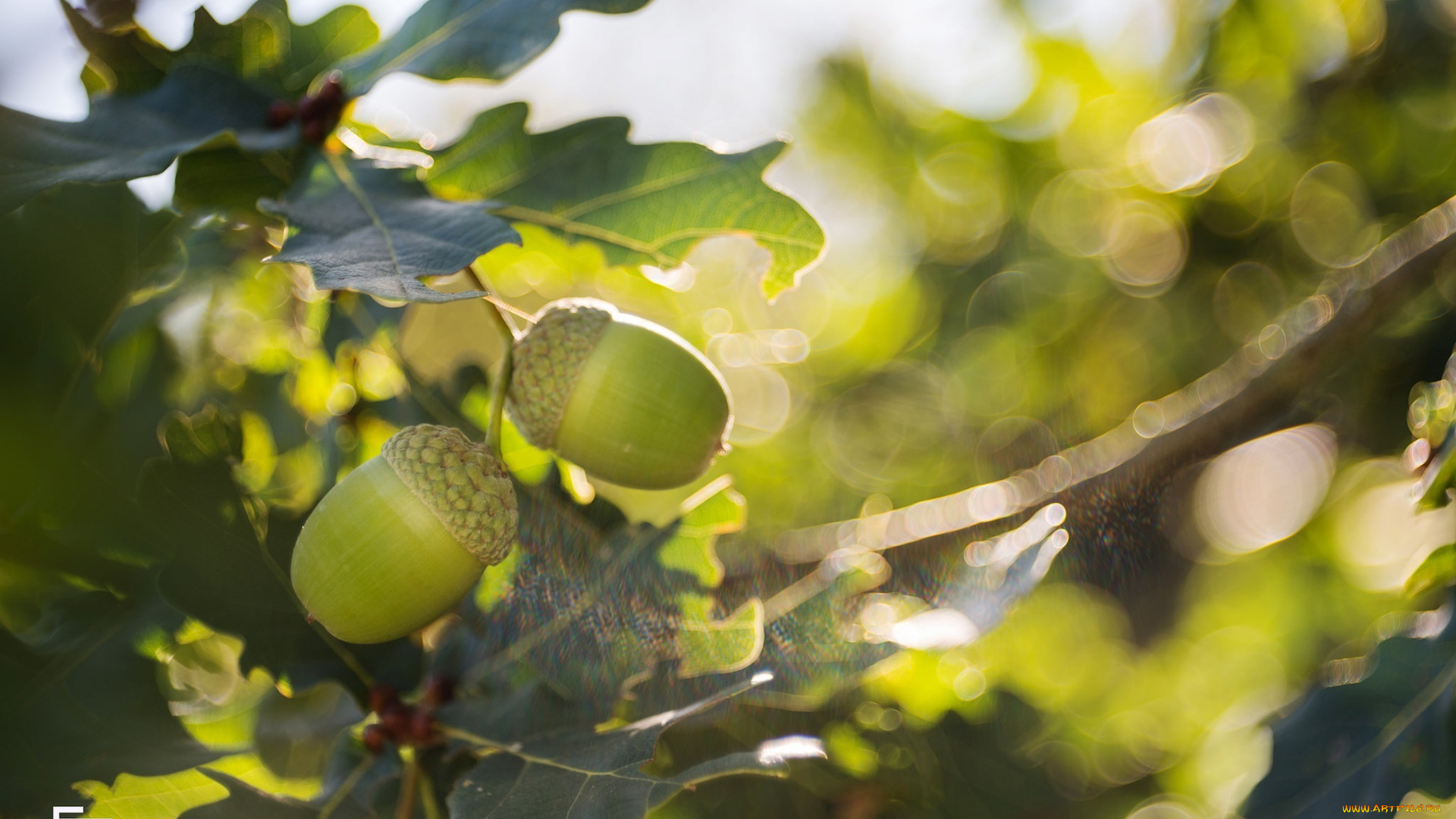 природа, шишки, , жёлуди, , каштаны, свет, листья, ветка, зелёный, плоды, жёлуди, урожай, блики, солнце