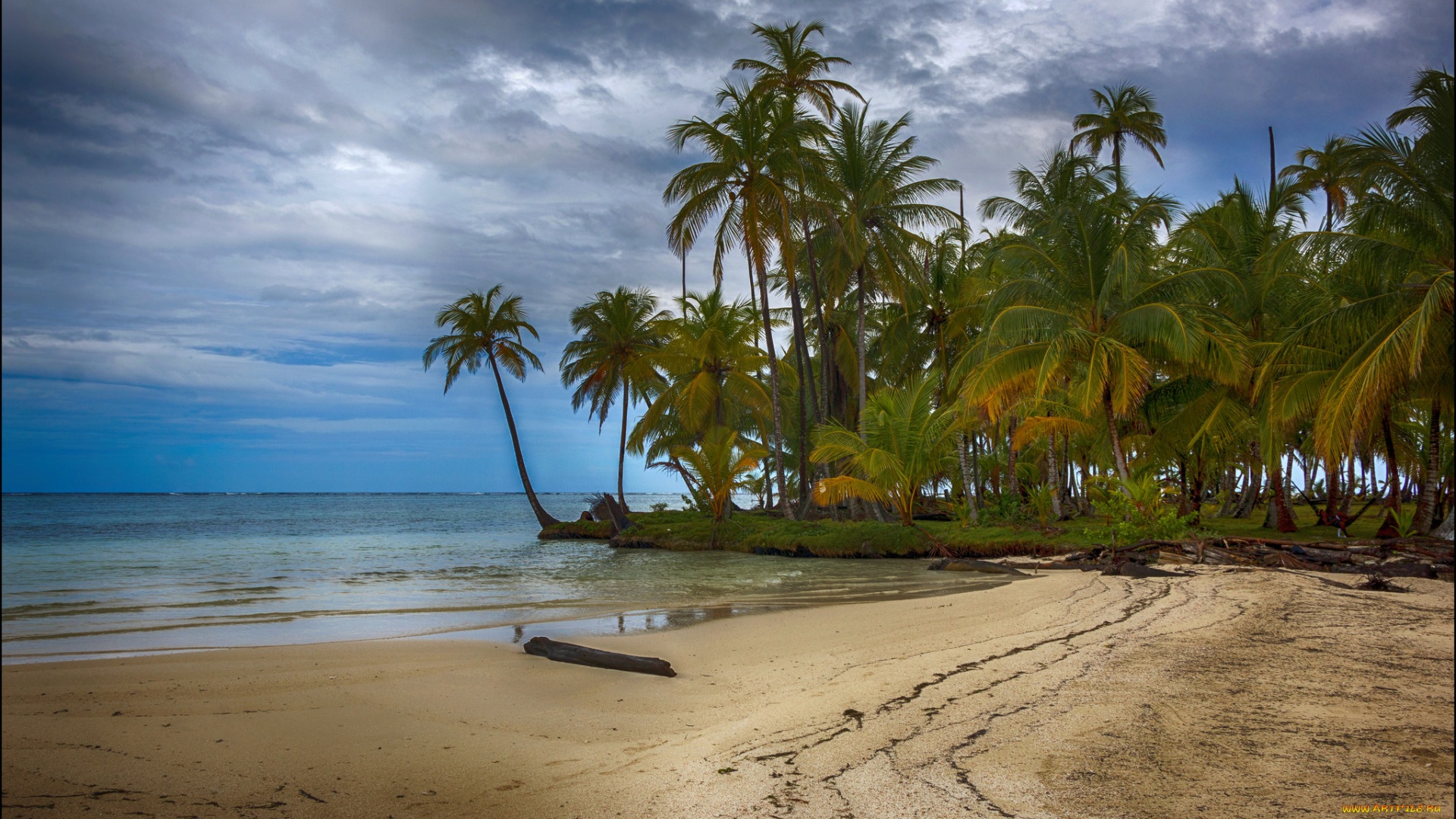природа, тропики, пальмы, пляж