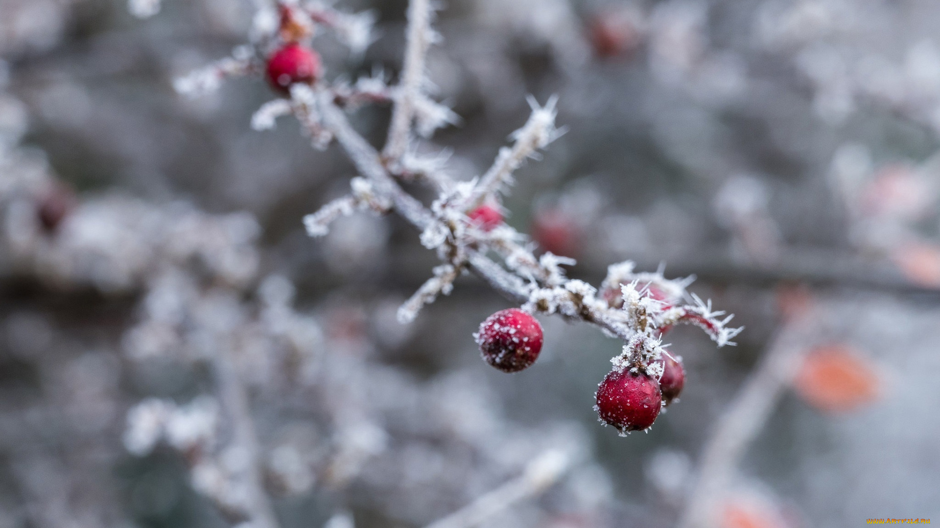 природа, Ягоды, макро, ветка, холод, зима, изморозь, лёд, снег, красный