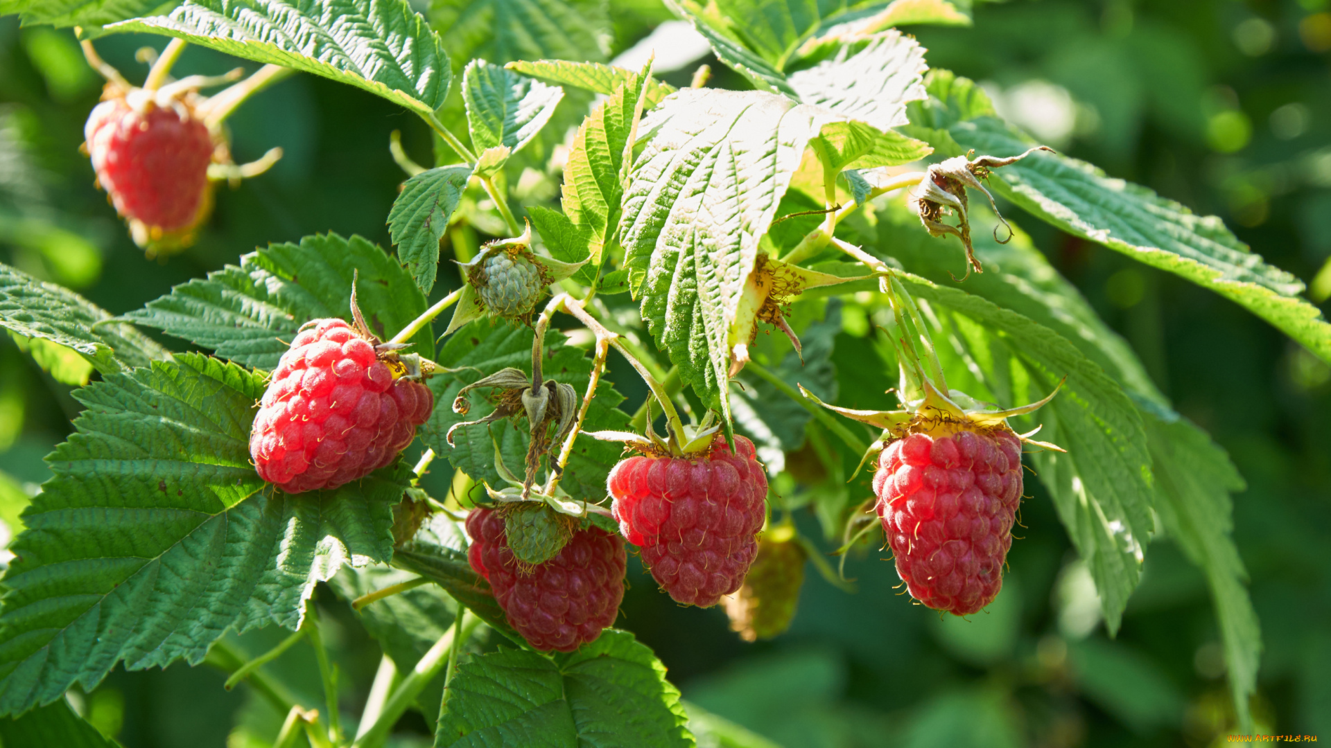 природа, Ягоды, малина, куст, ягоды