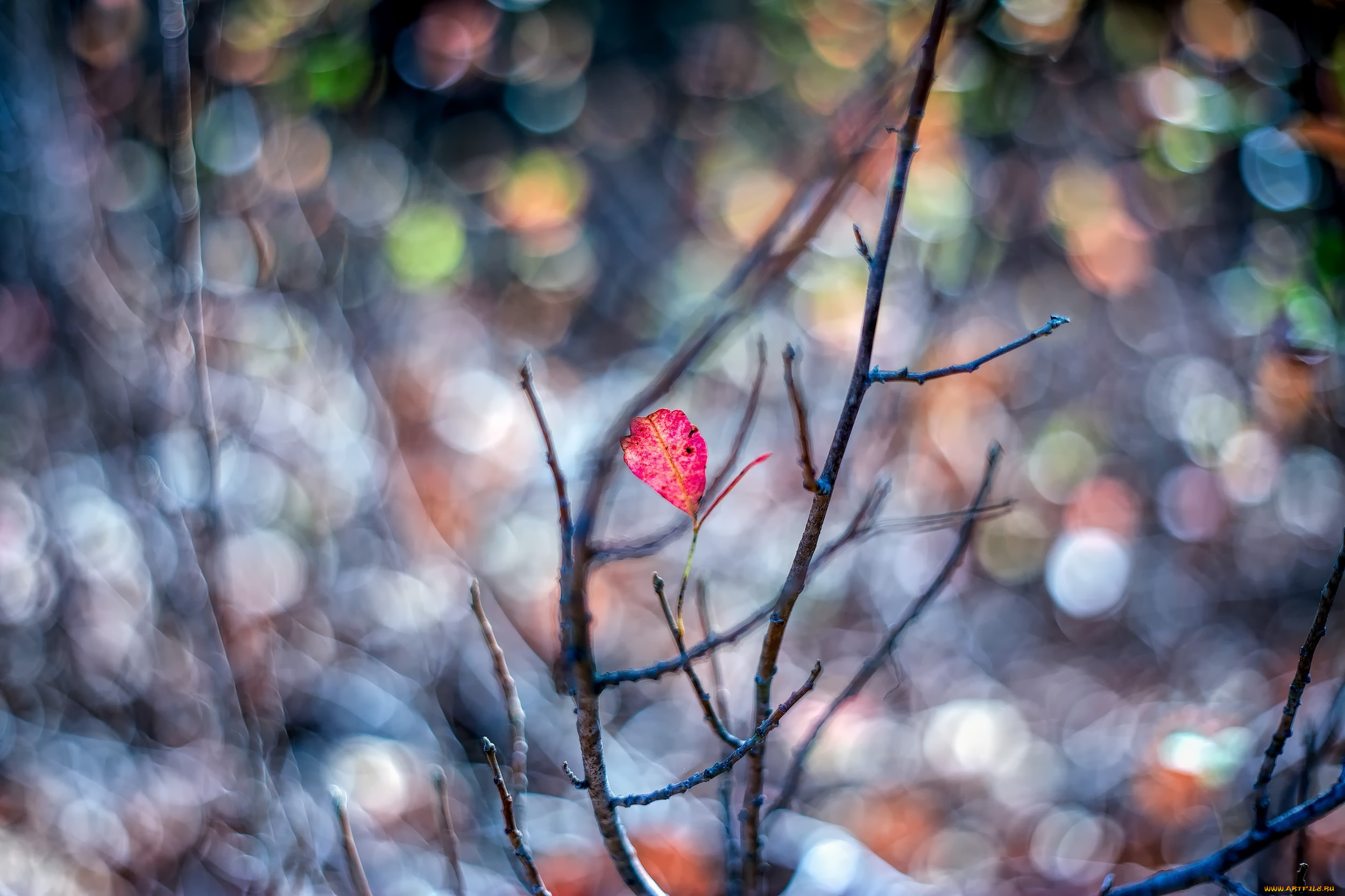 природа, листья, осень, размытие, красный, макро, ветки, листок