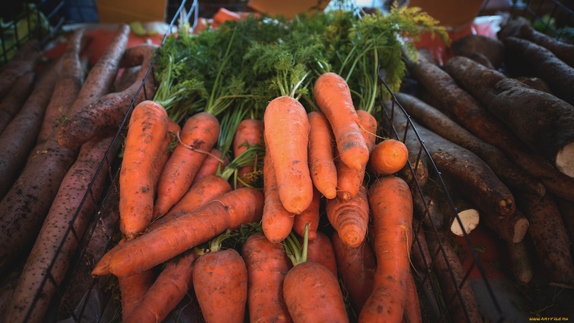 еда, морковь, снедь