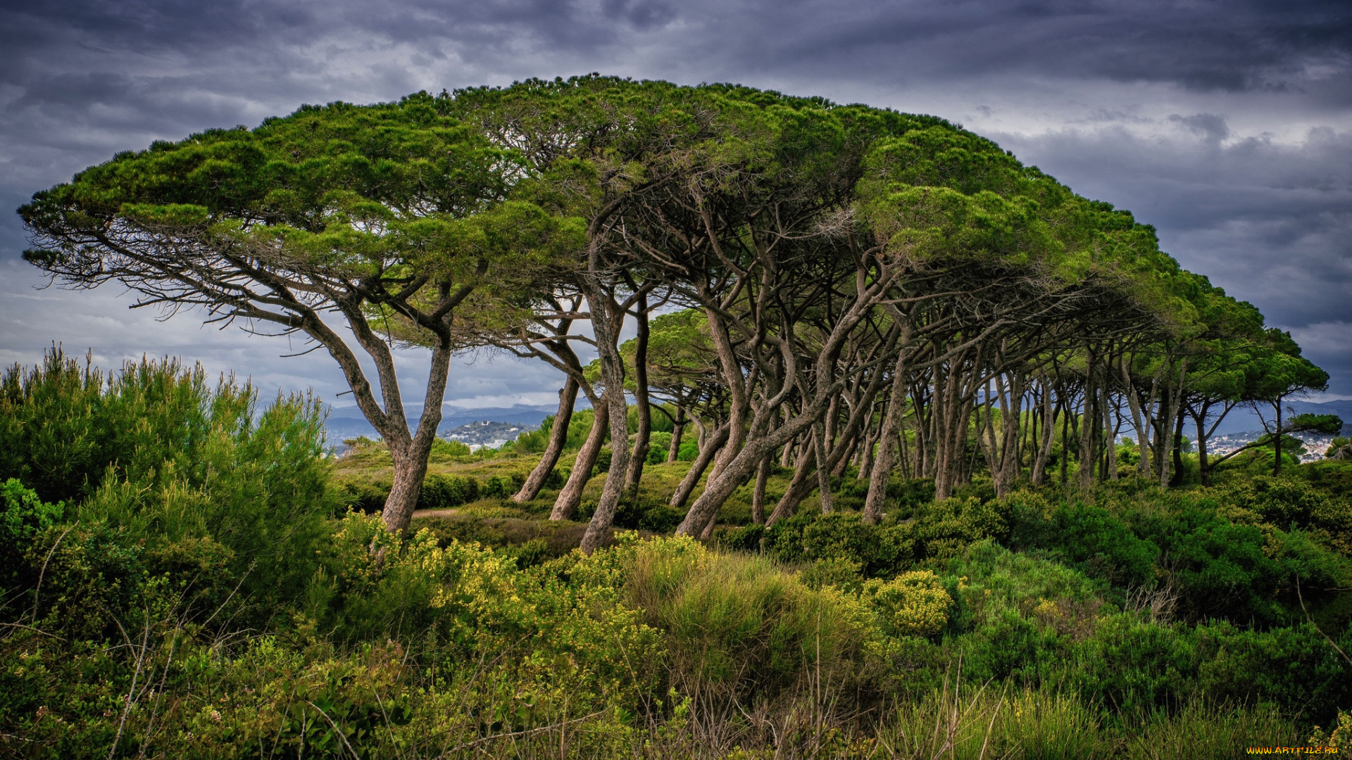 природа, деревья, простор