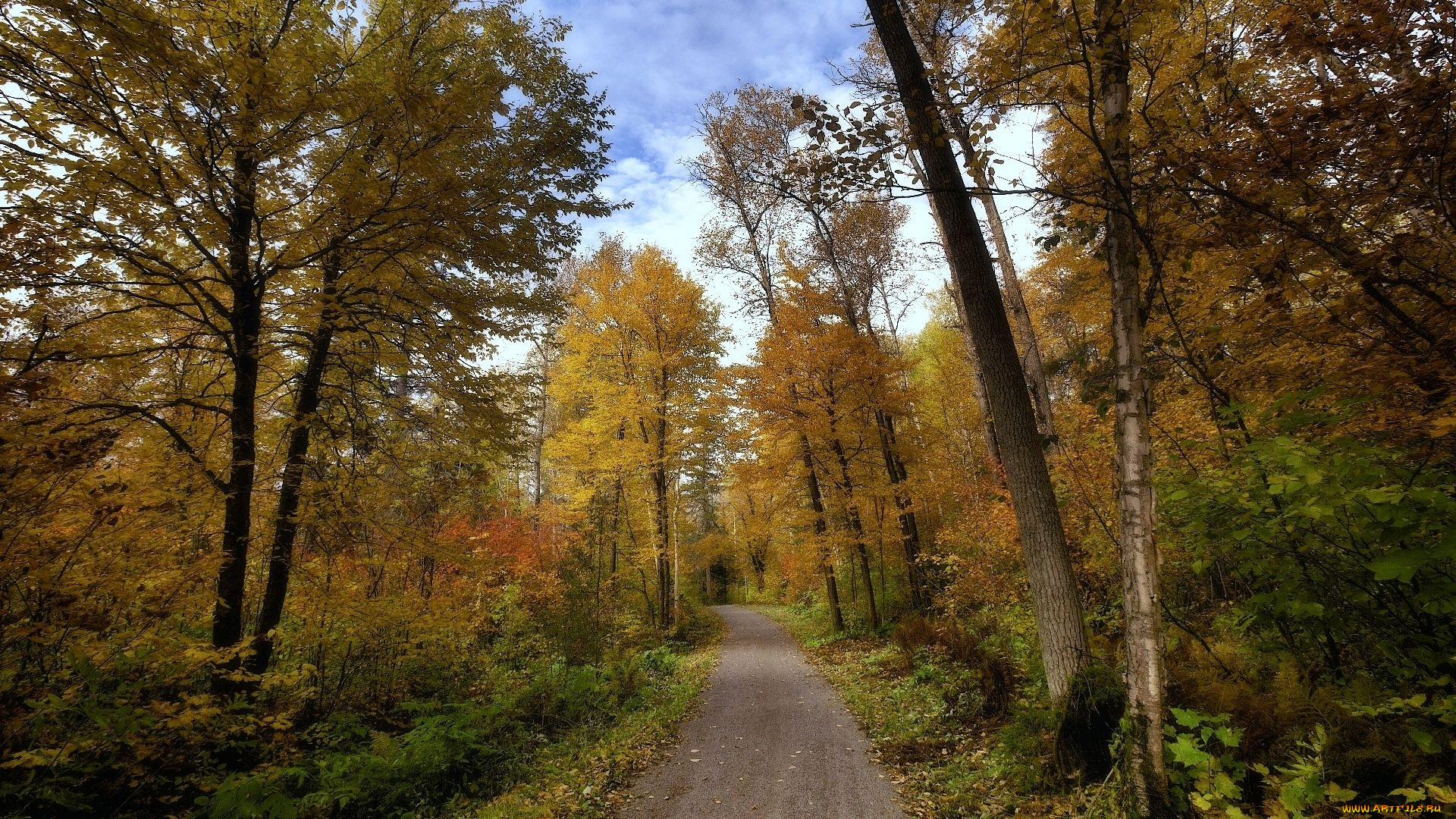 природа, дороги, лес, дорга