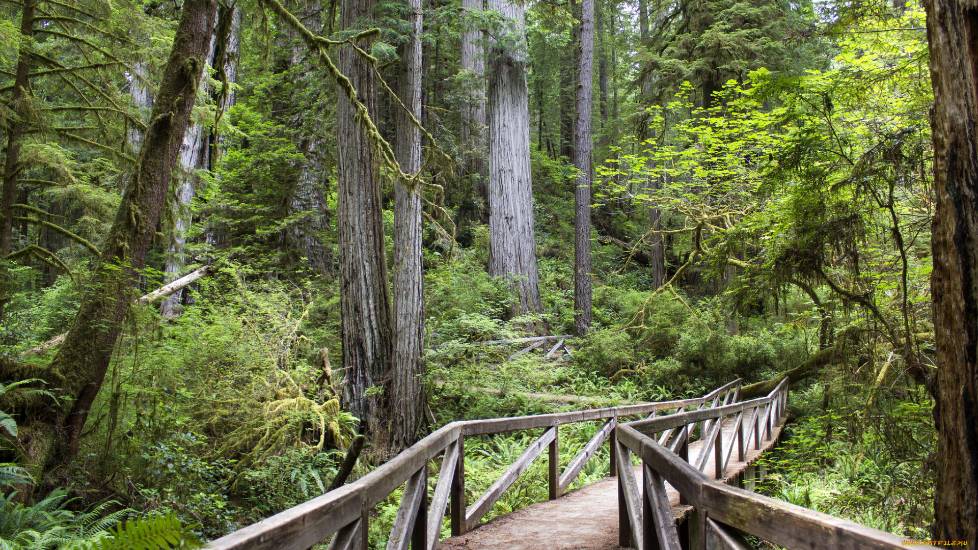 природа, лес, простор