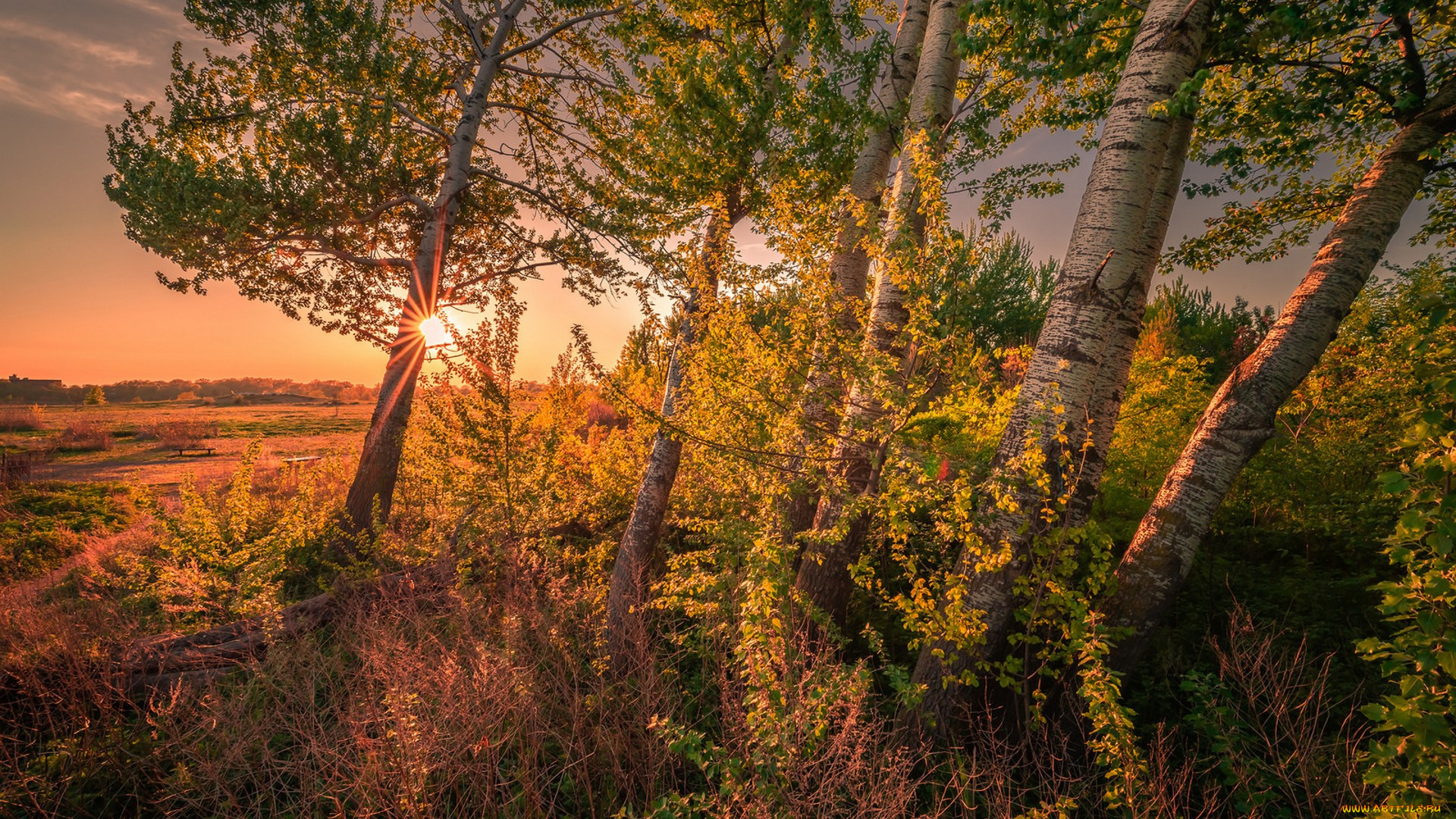 природа, лес, простор