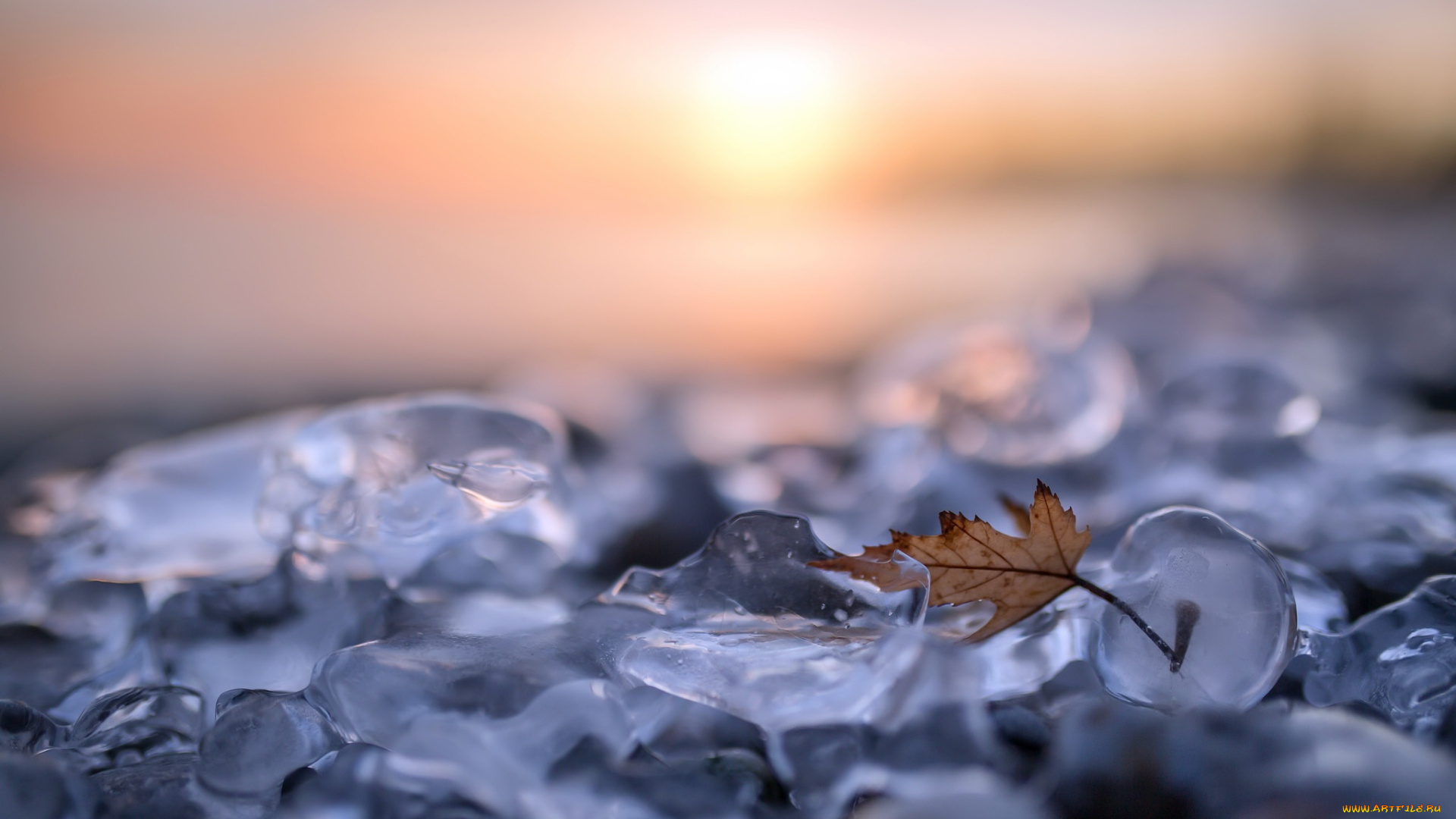 природа, листья, лёд, лист