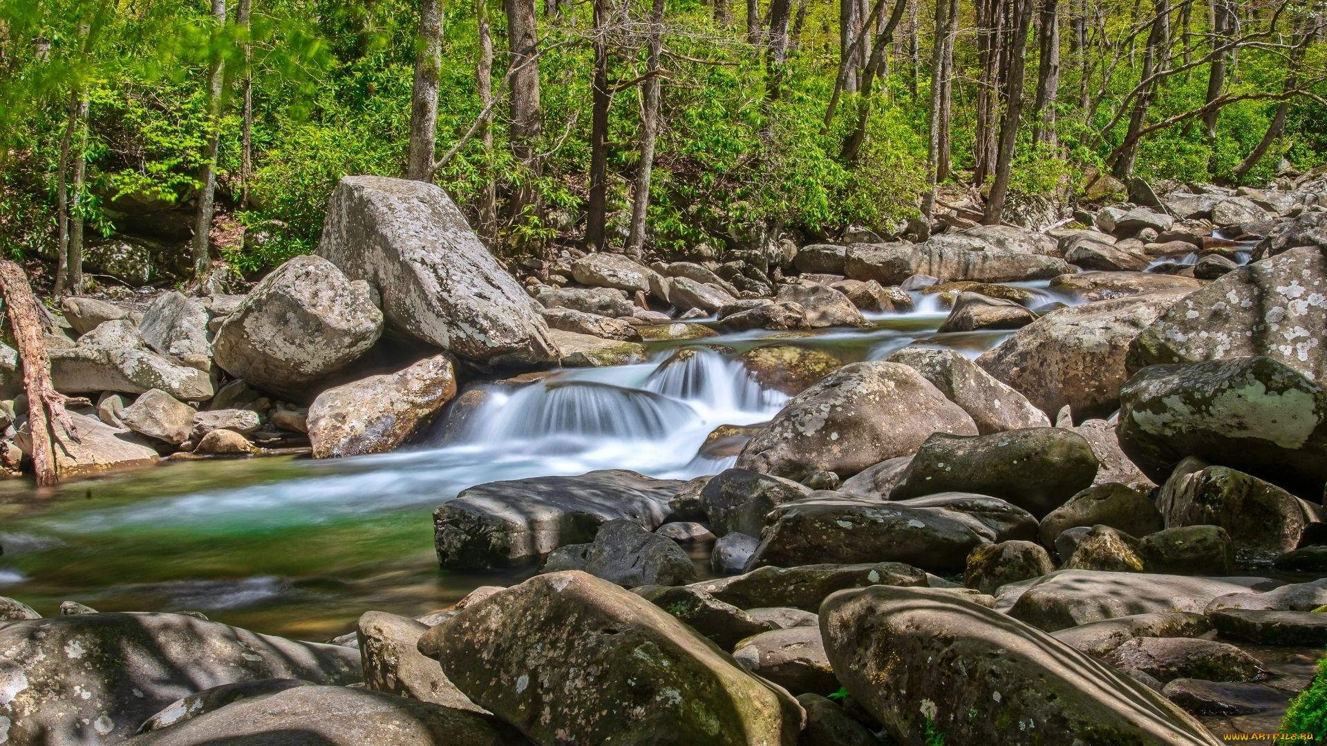 природа, реки, озера, река, лес
