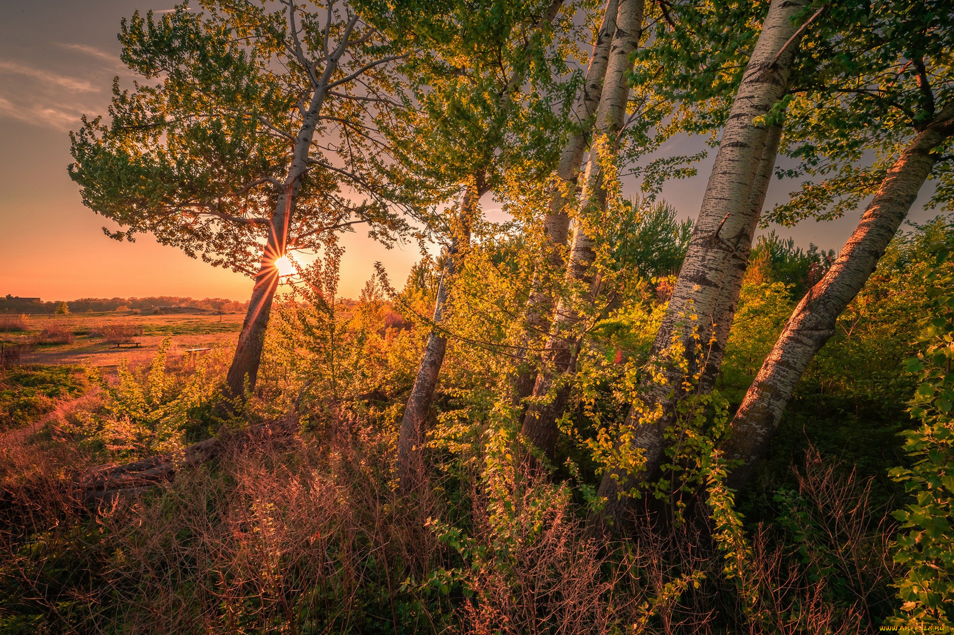 природа, лес, простор