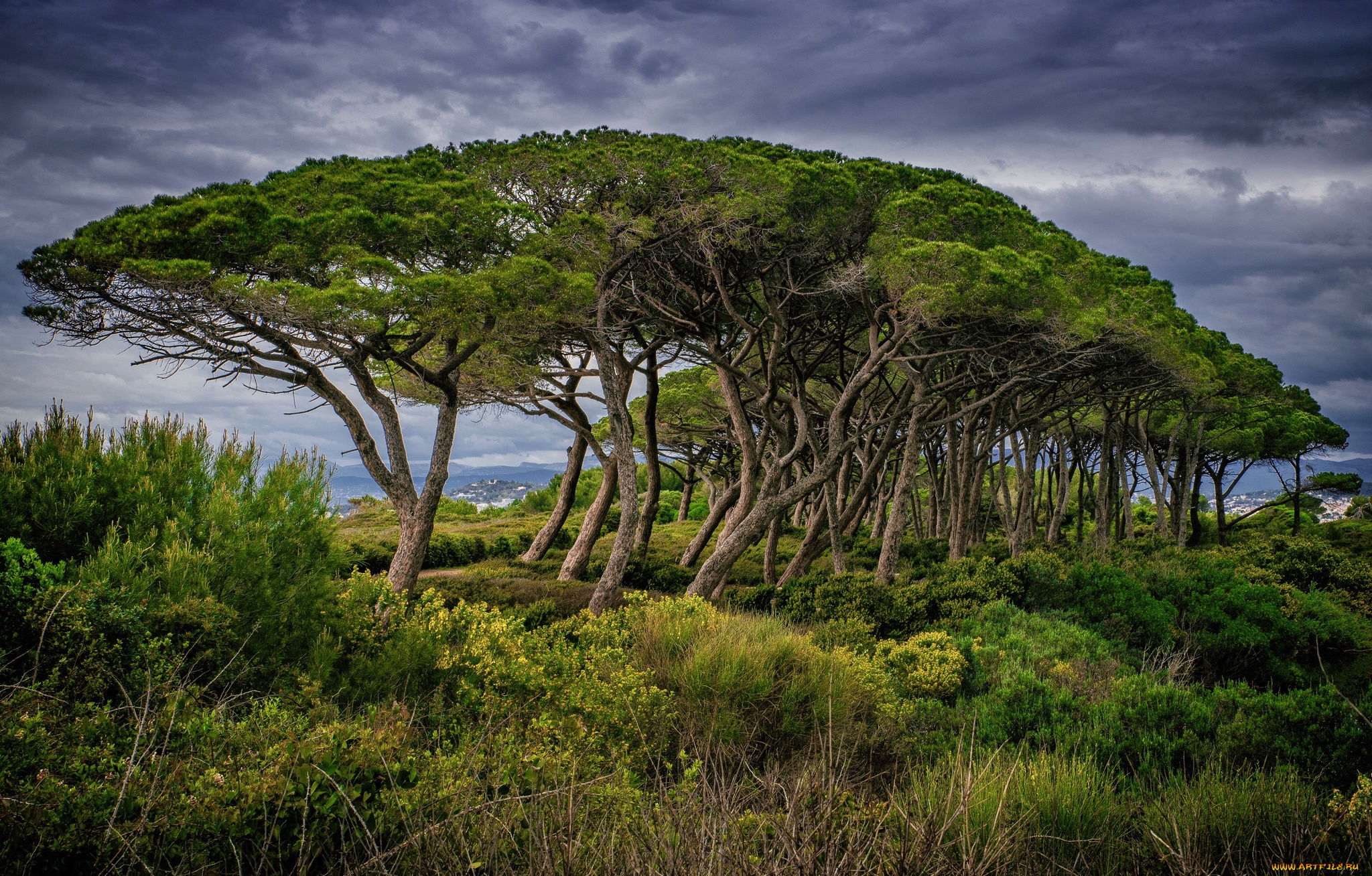 природа, деревья, простор