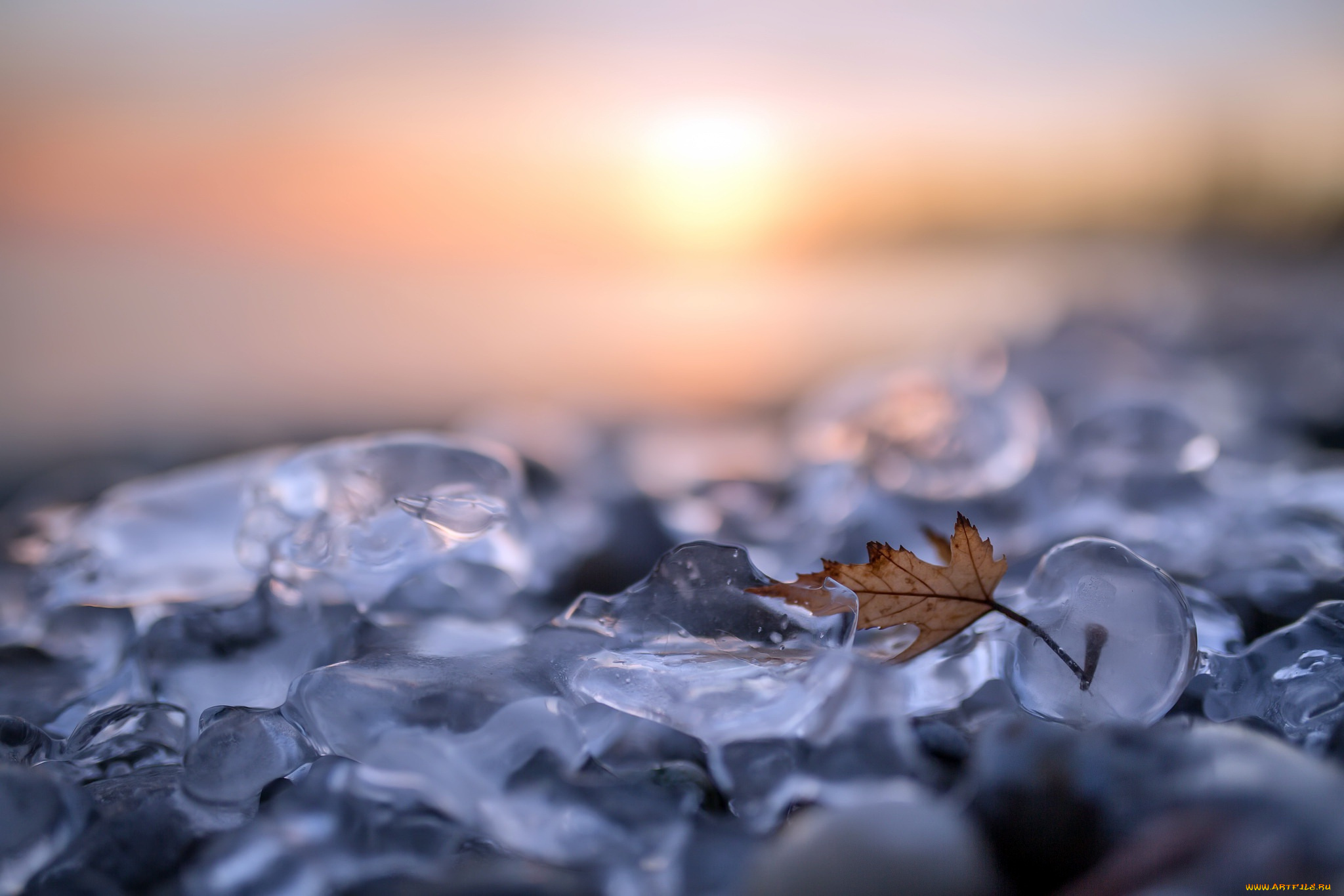 природа, листья, лёд, лист