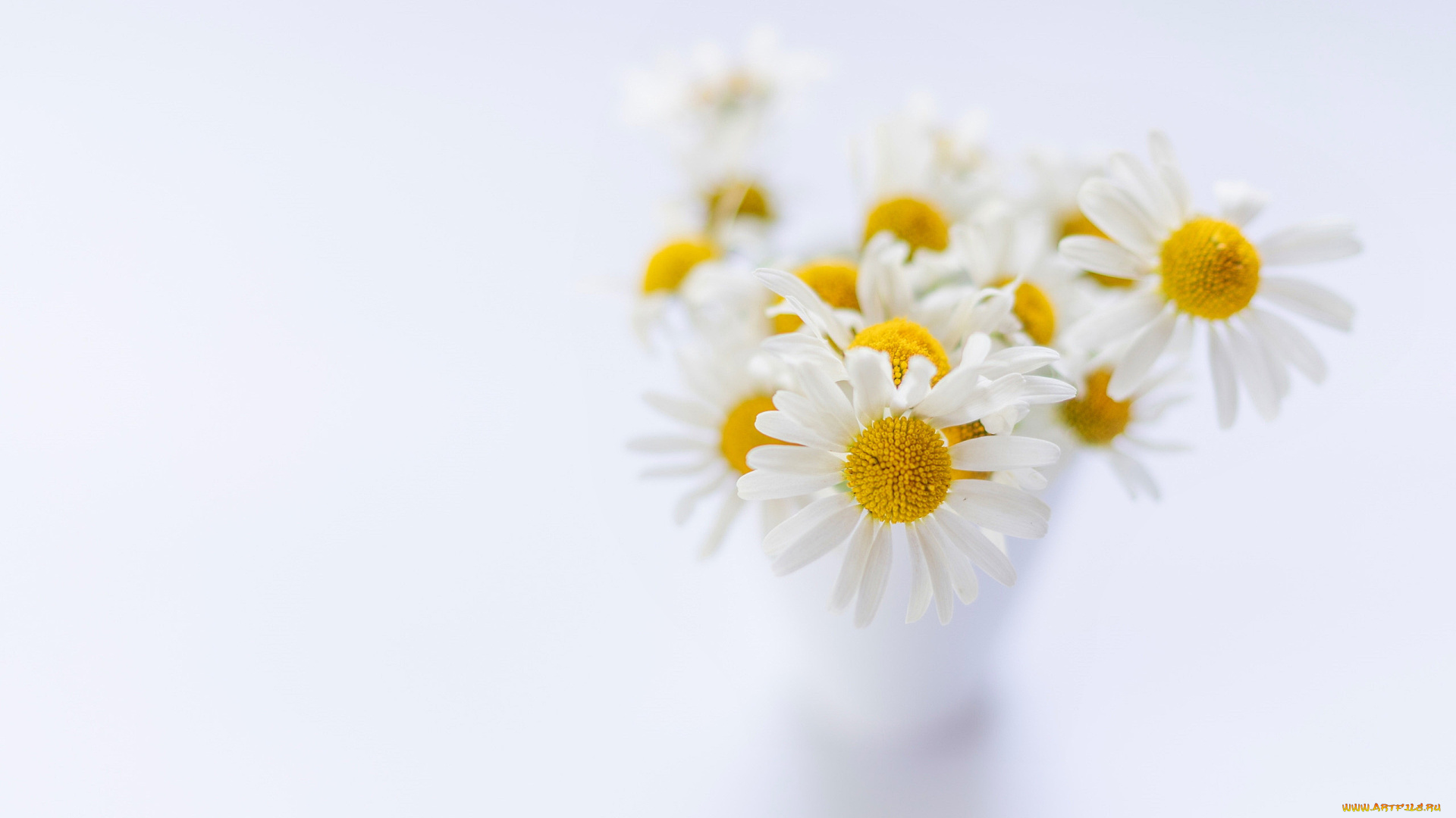 цветы, ромашки, белый