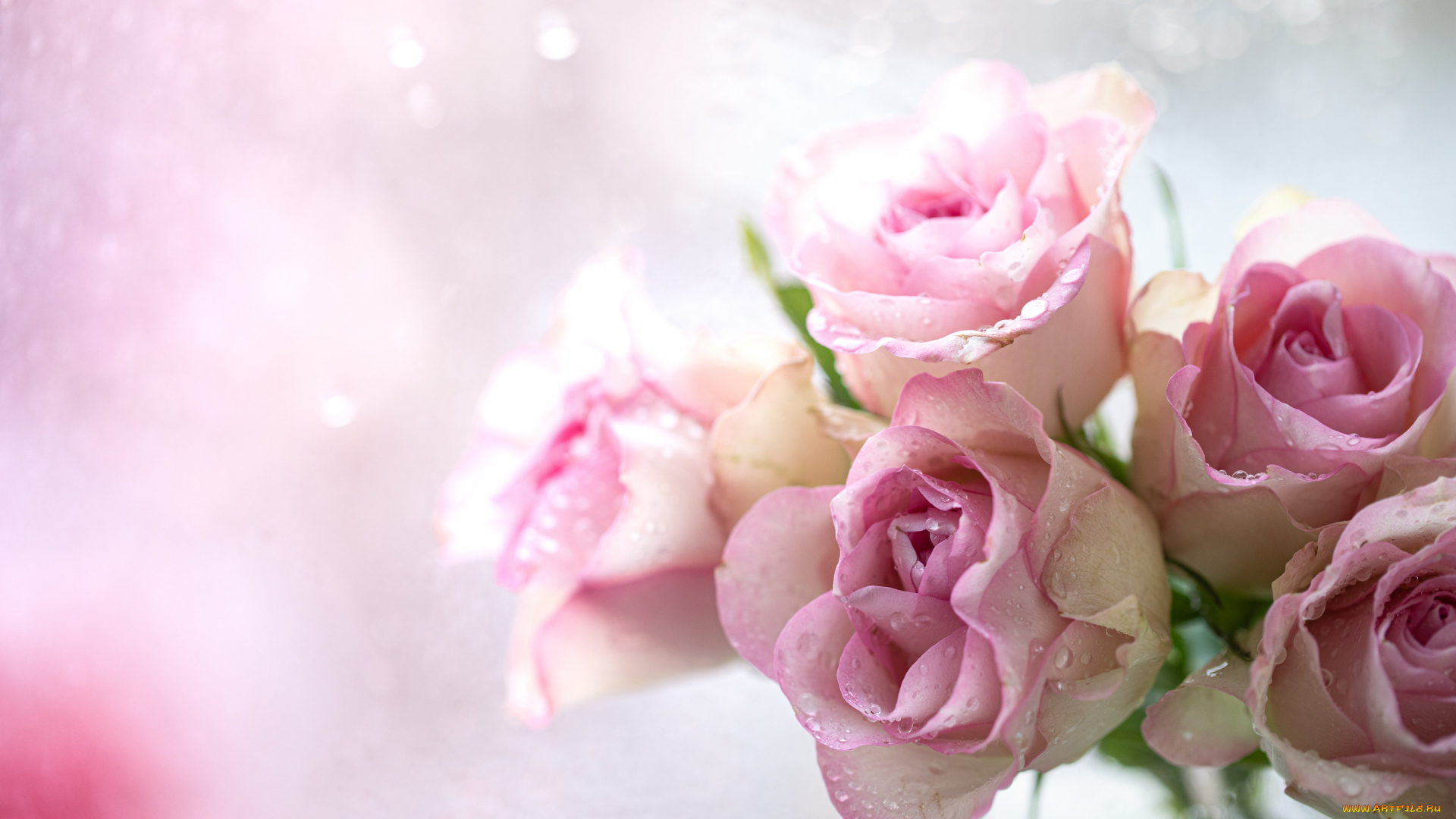 цветы, розы, розовые, капли