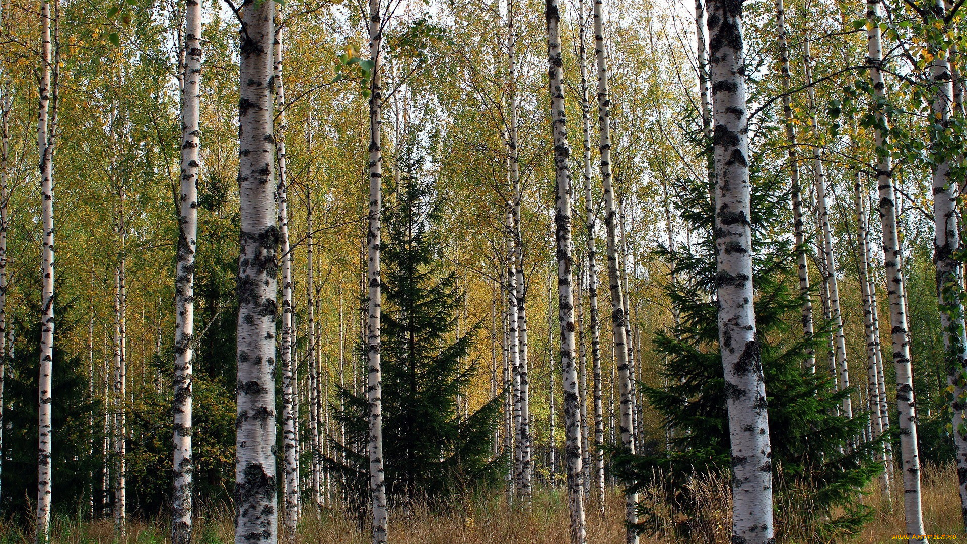 природа, лес, березы, елки