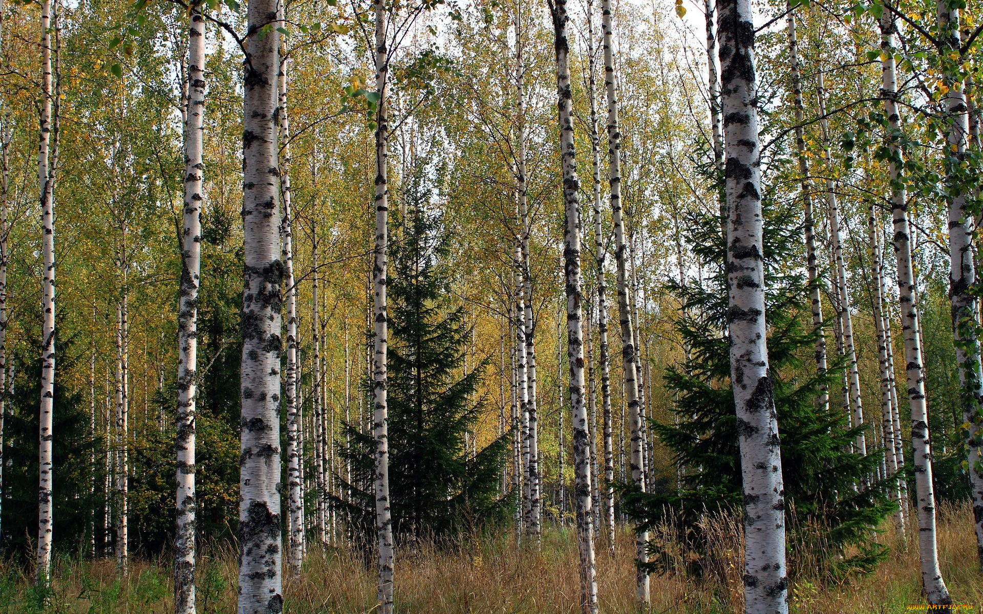 природа, лес, березы, елки