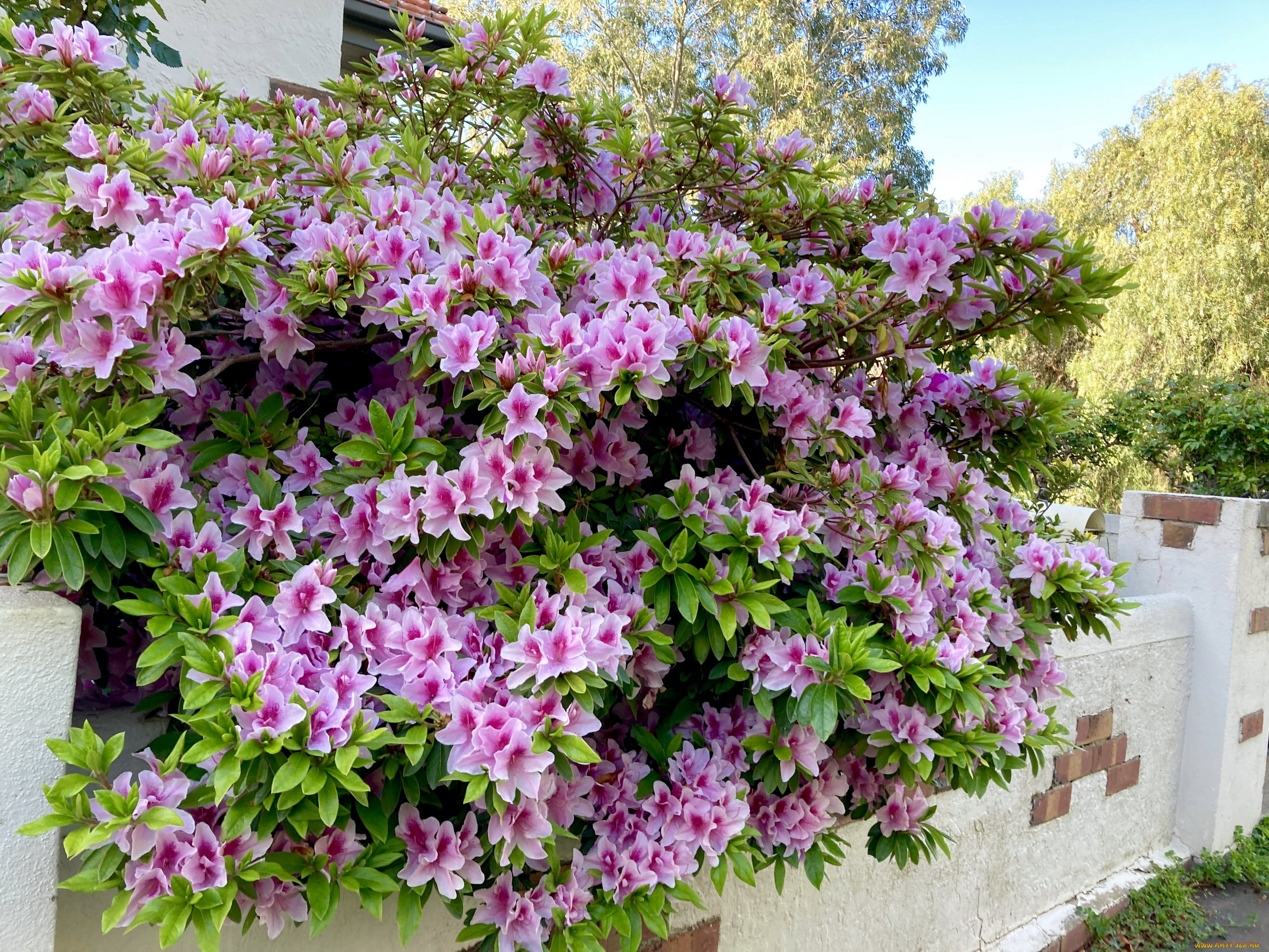 цветы, рододендроны, , азалии, куст