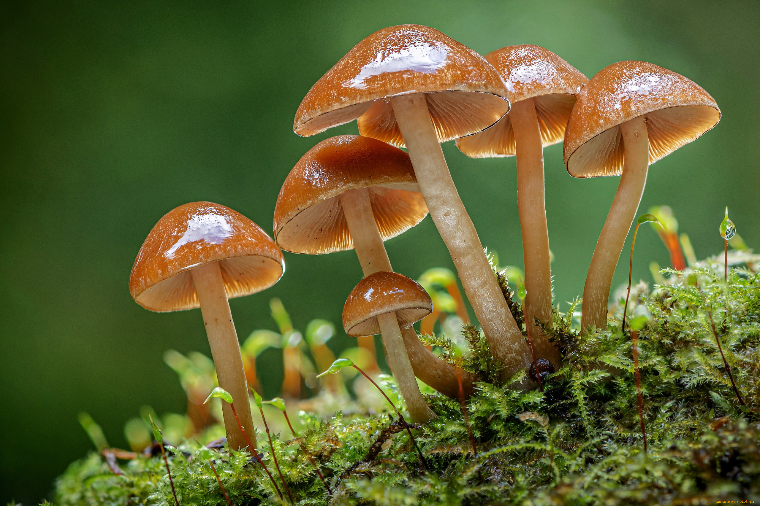 природа, грибы, грибная, семейка
