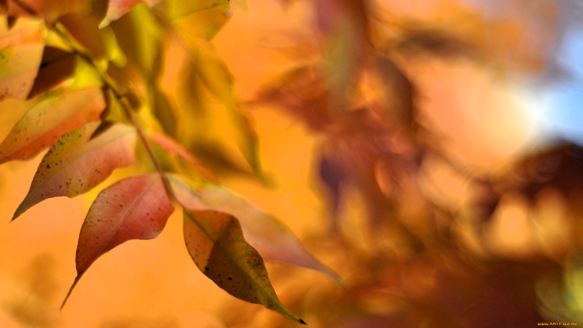 природа, листья, осень, ветки