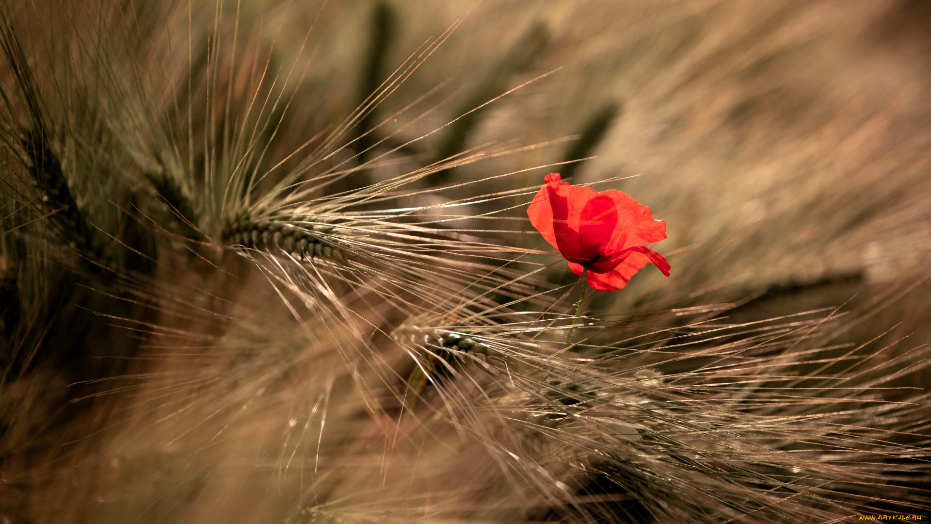 цветы, маки, колосья, мак