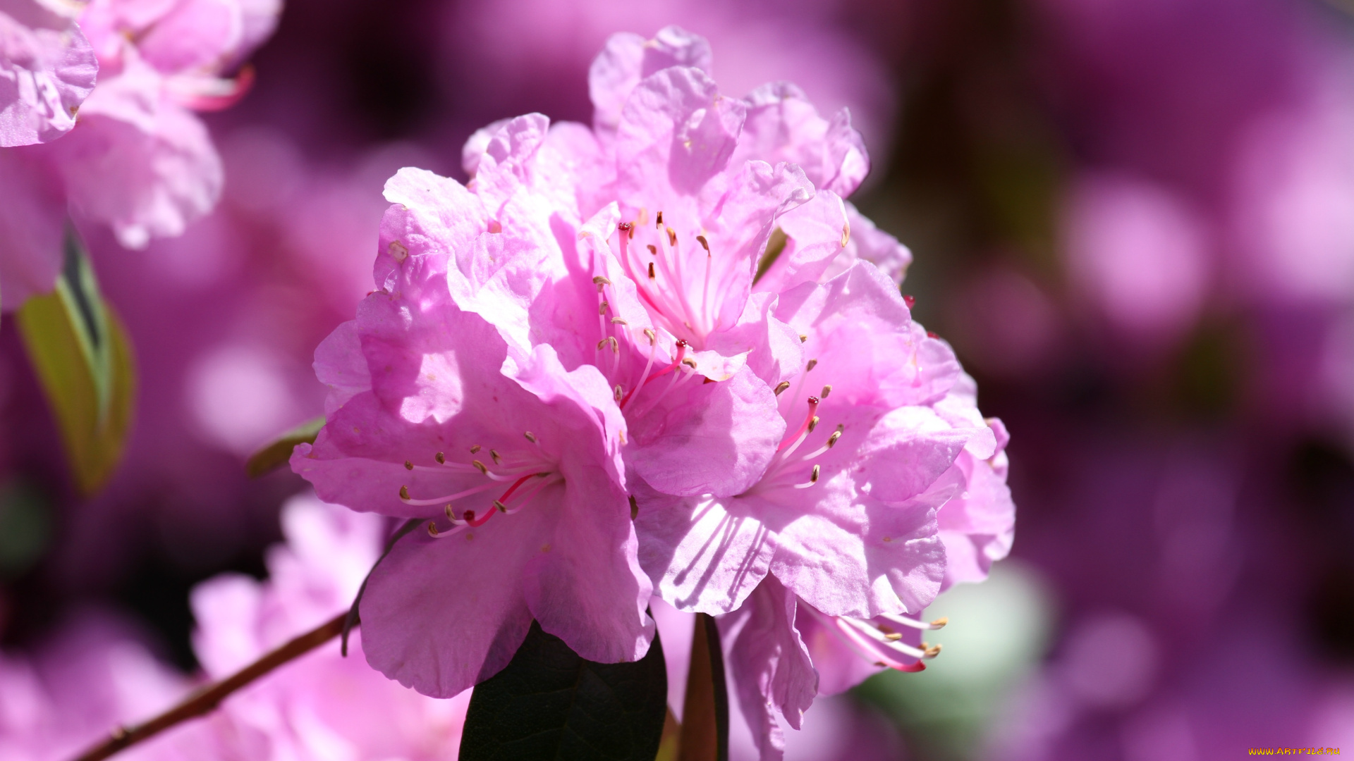 цветы, рододендроны, , азалии