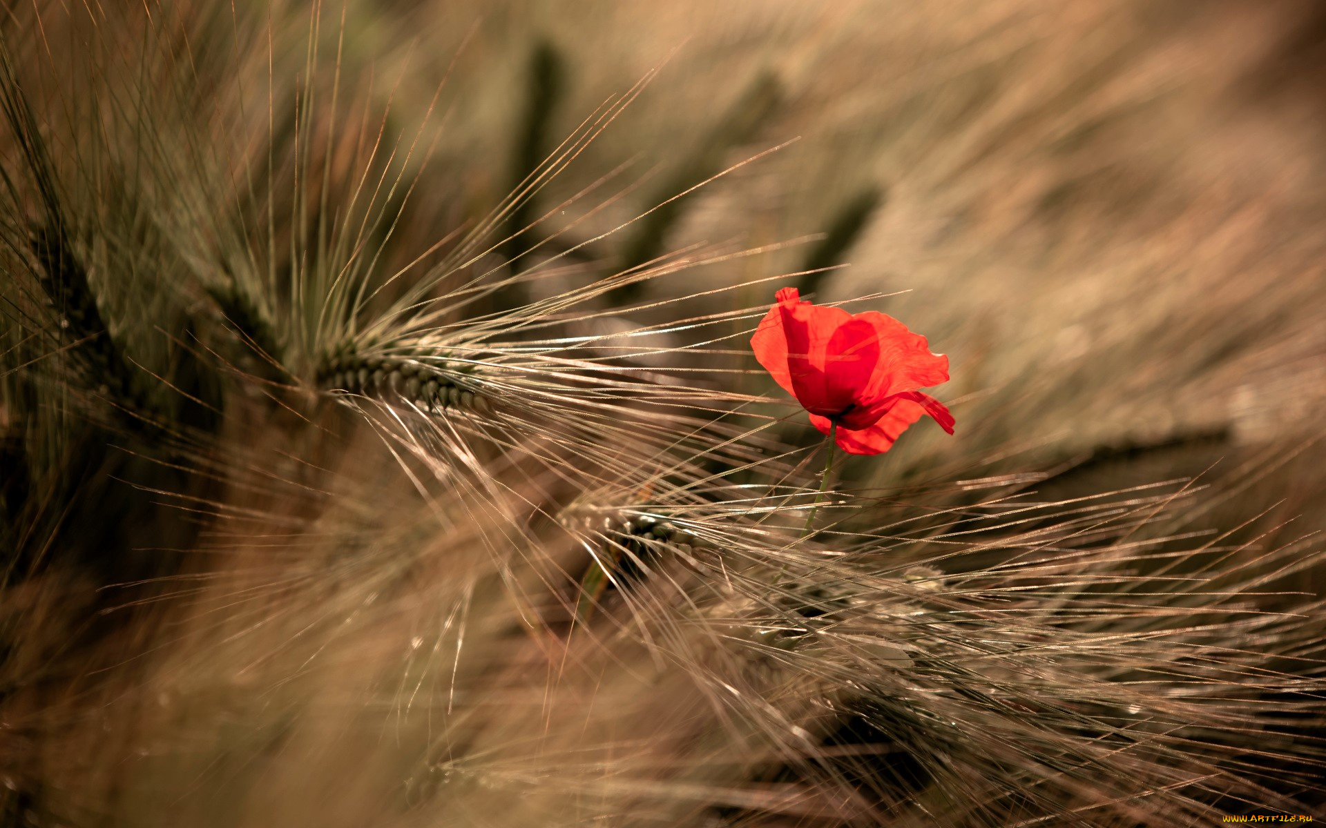 цветы, маки, колосья, мак