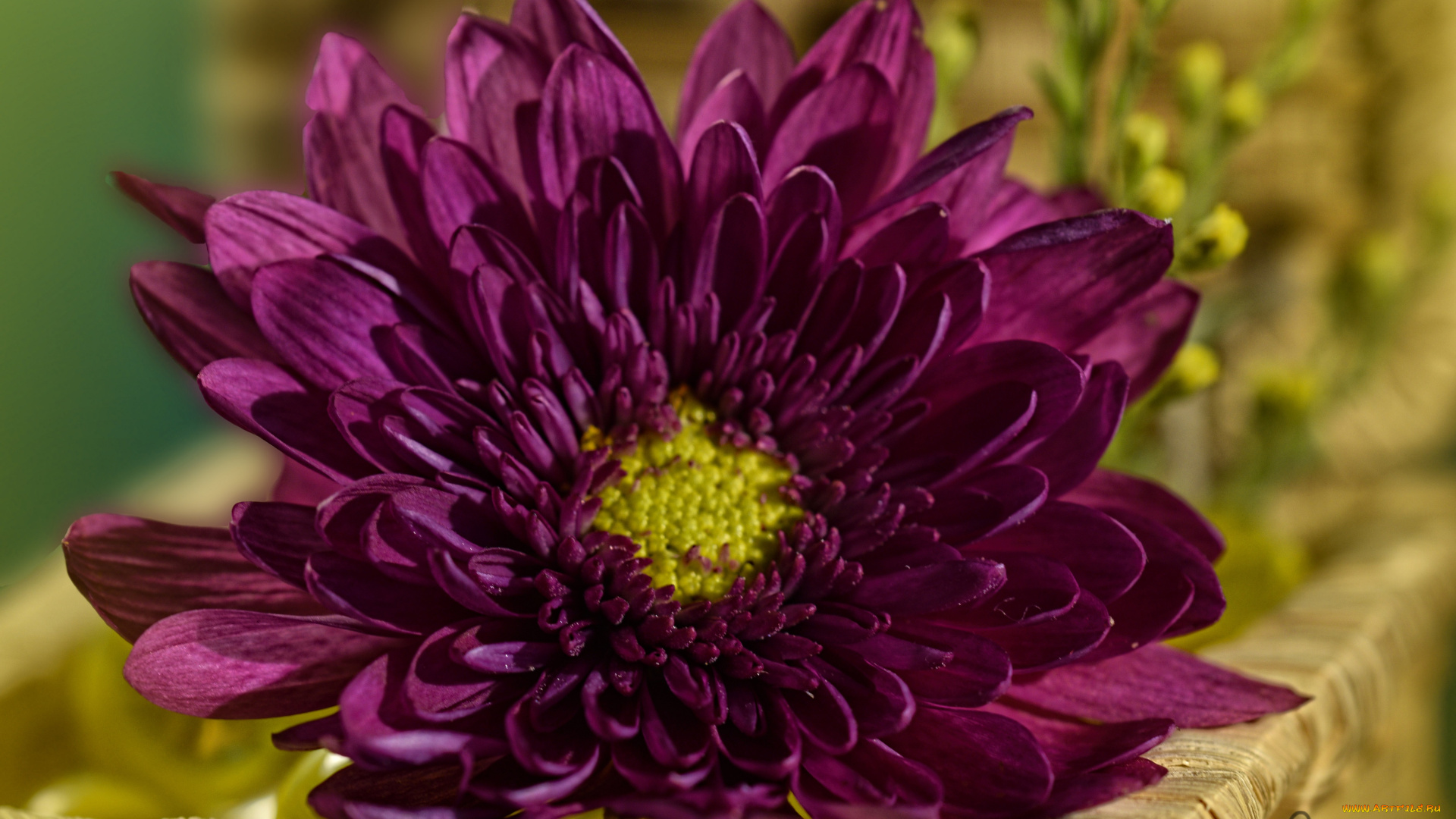 цветы, хризантемы, цветок