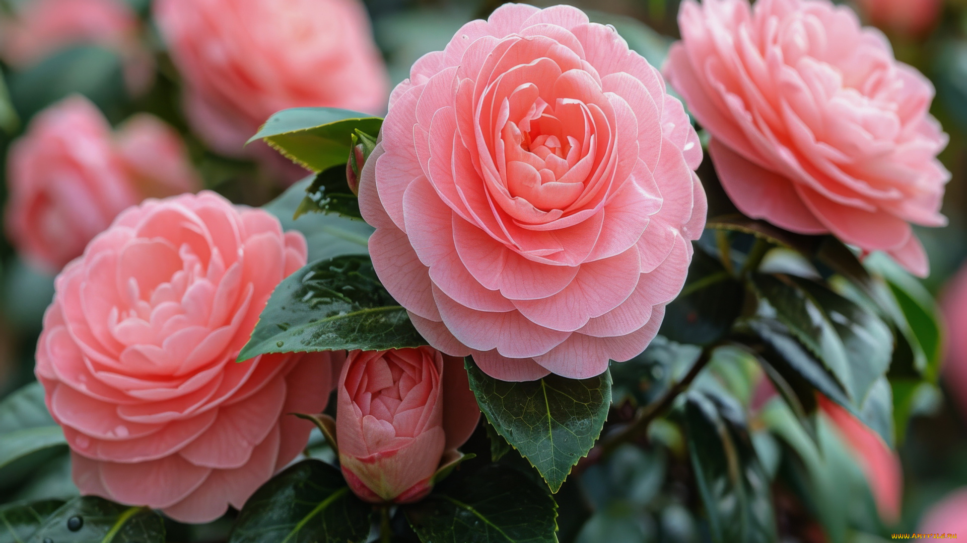 цветы, камелии, розовые, куст