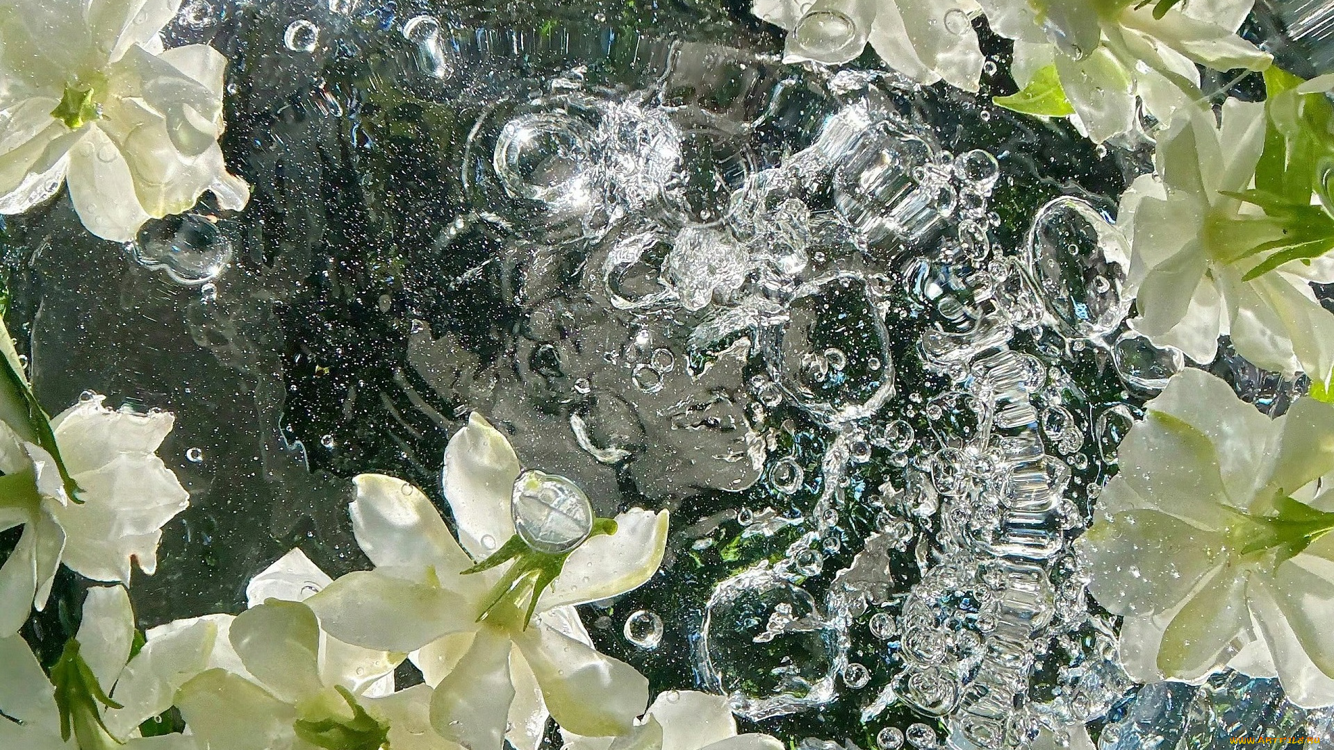 цветы, жасмин