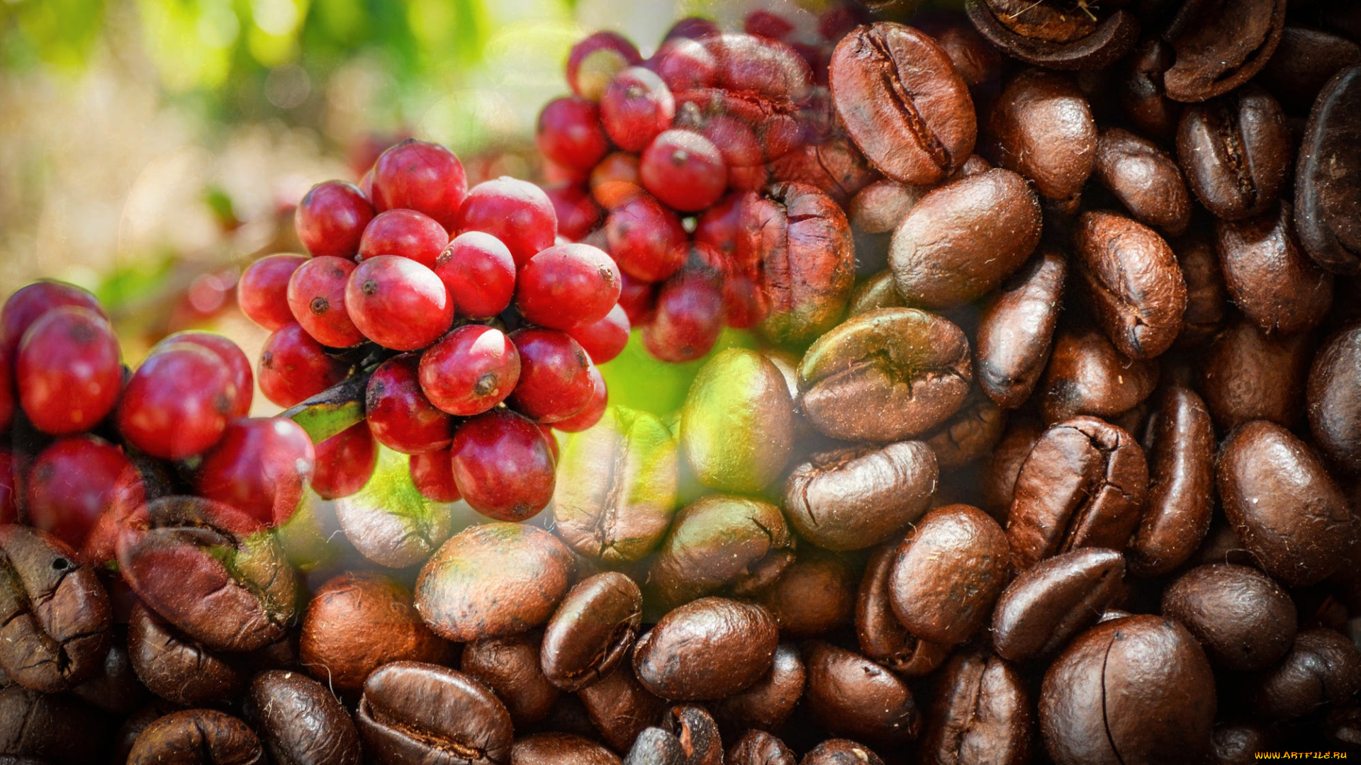 еда, кофе, , кофейные, зёрна