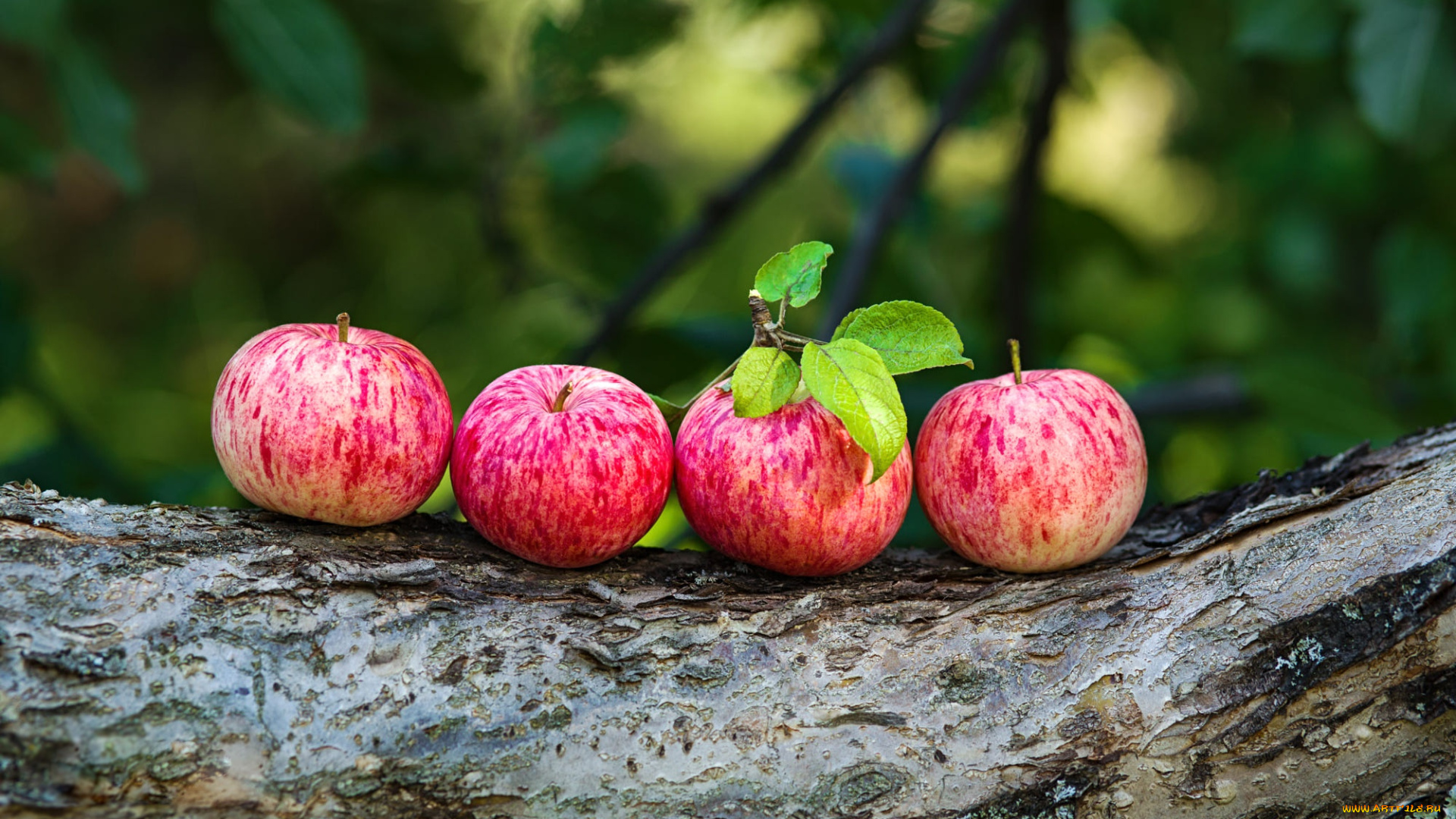 еда, яблоки