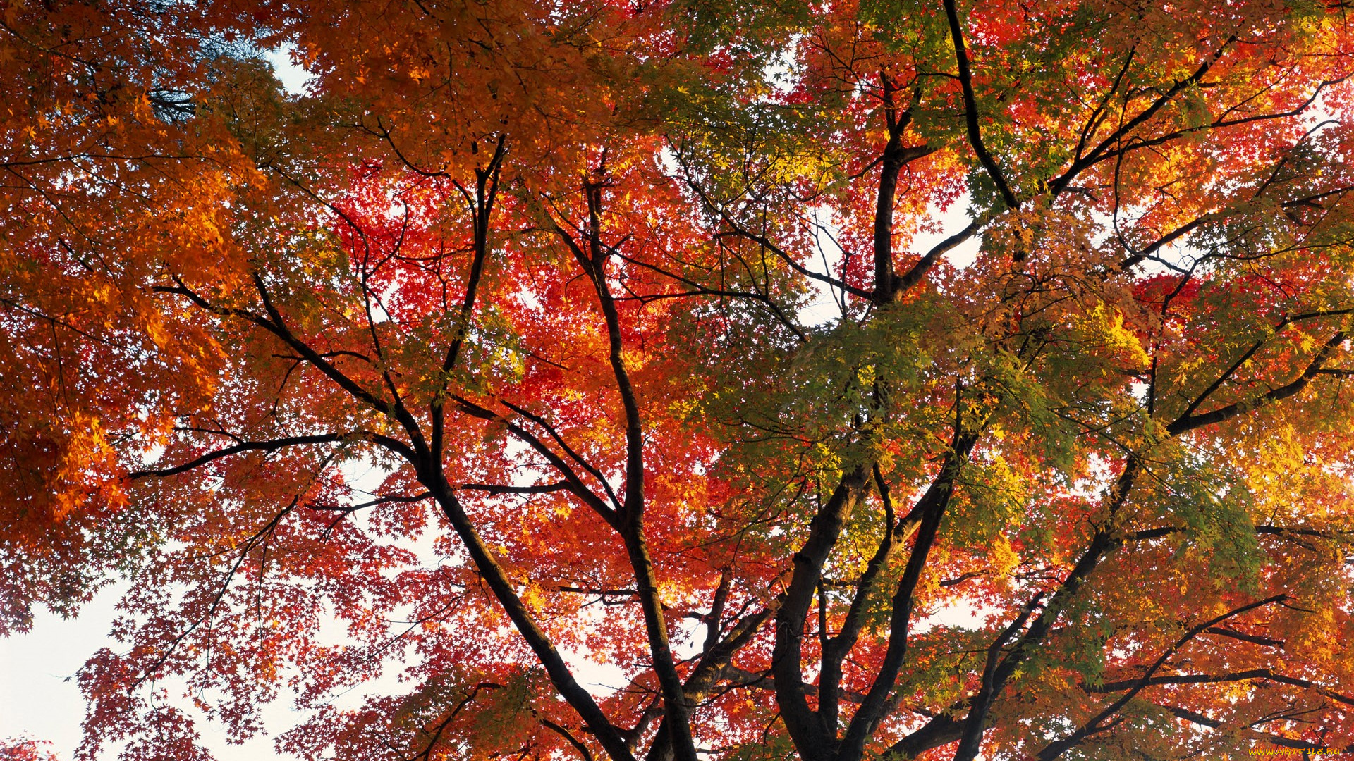 природа, деревья, осень, дерево