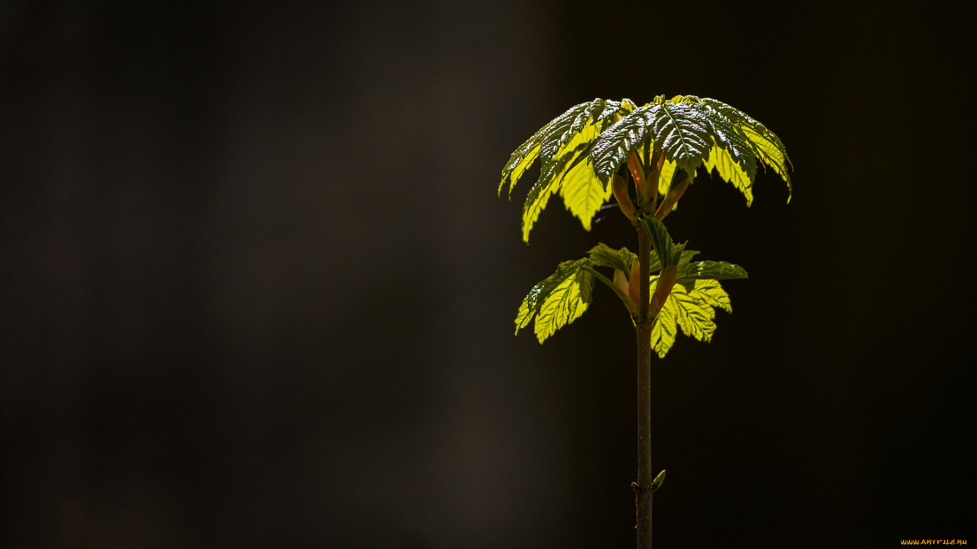 природа, листья