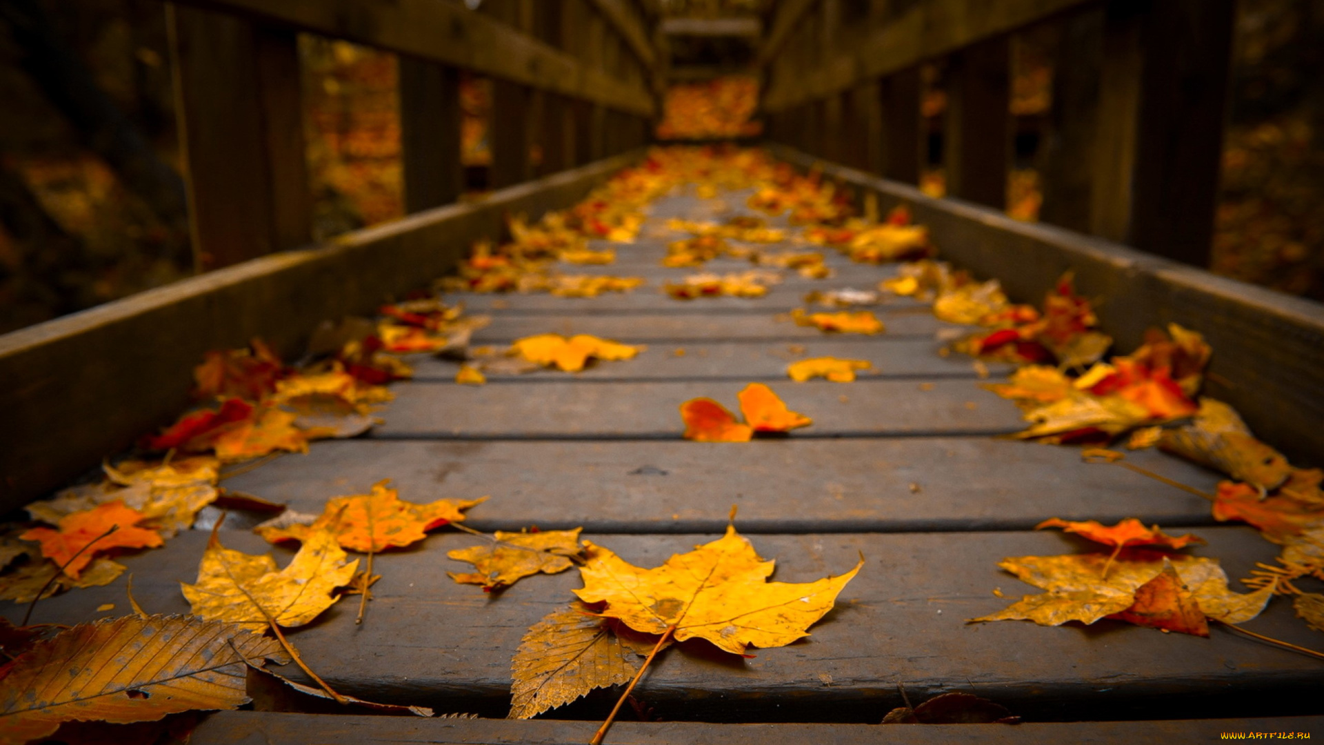 природа, листья, мост, дорожка, осень