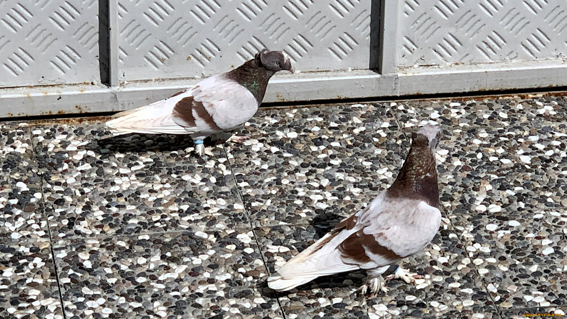 животные, голуби, пара, забор, плитка