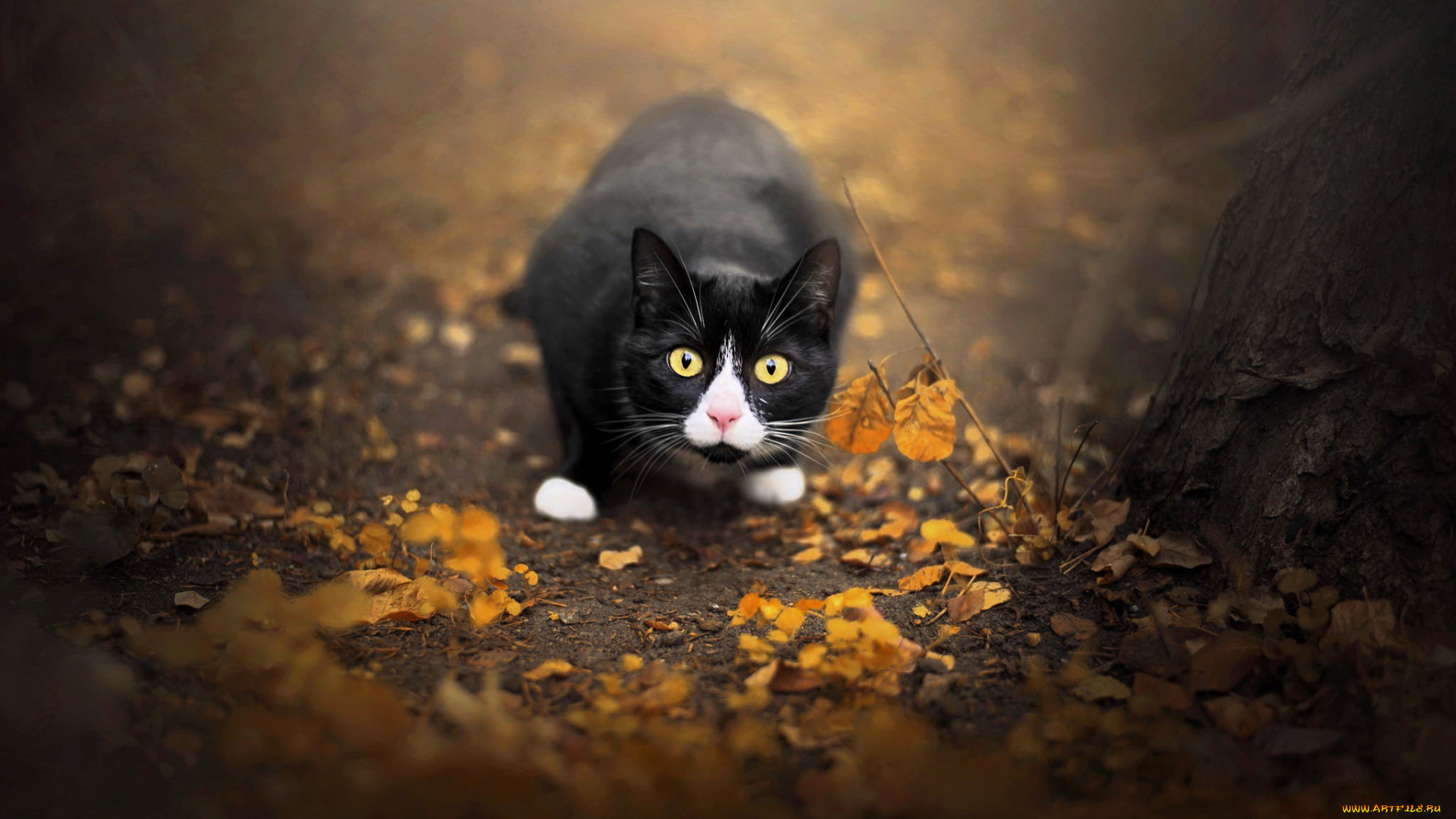 животные, коты, кот, черный, листья, осень